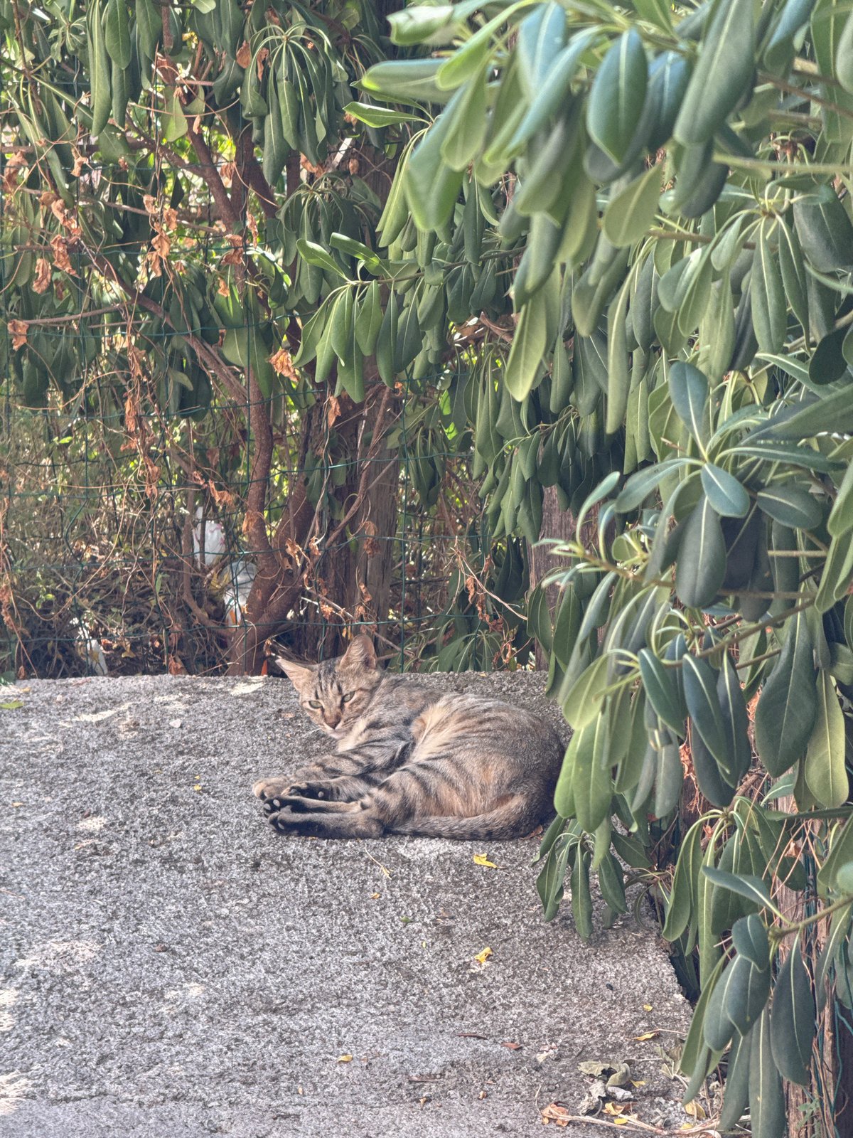 Everyday Budva: cats, buildings, and hillside views on a summer morning