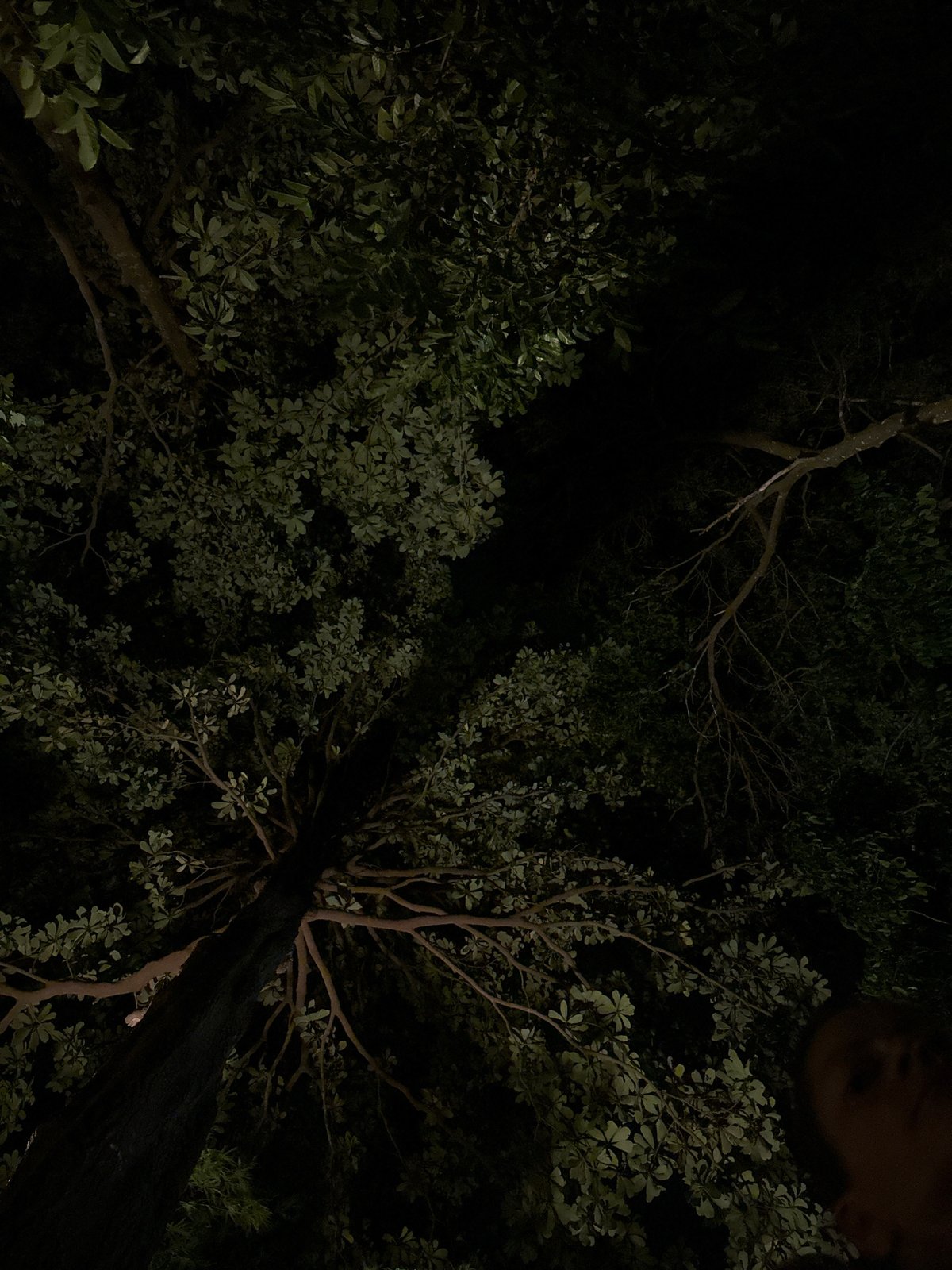 Nighttime tree canopy photographs captured in Koh Phangan, Thailand