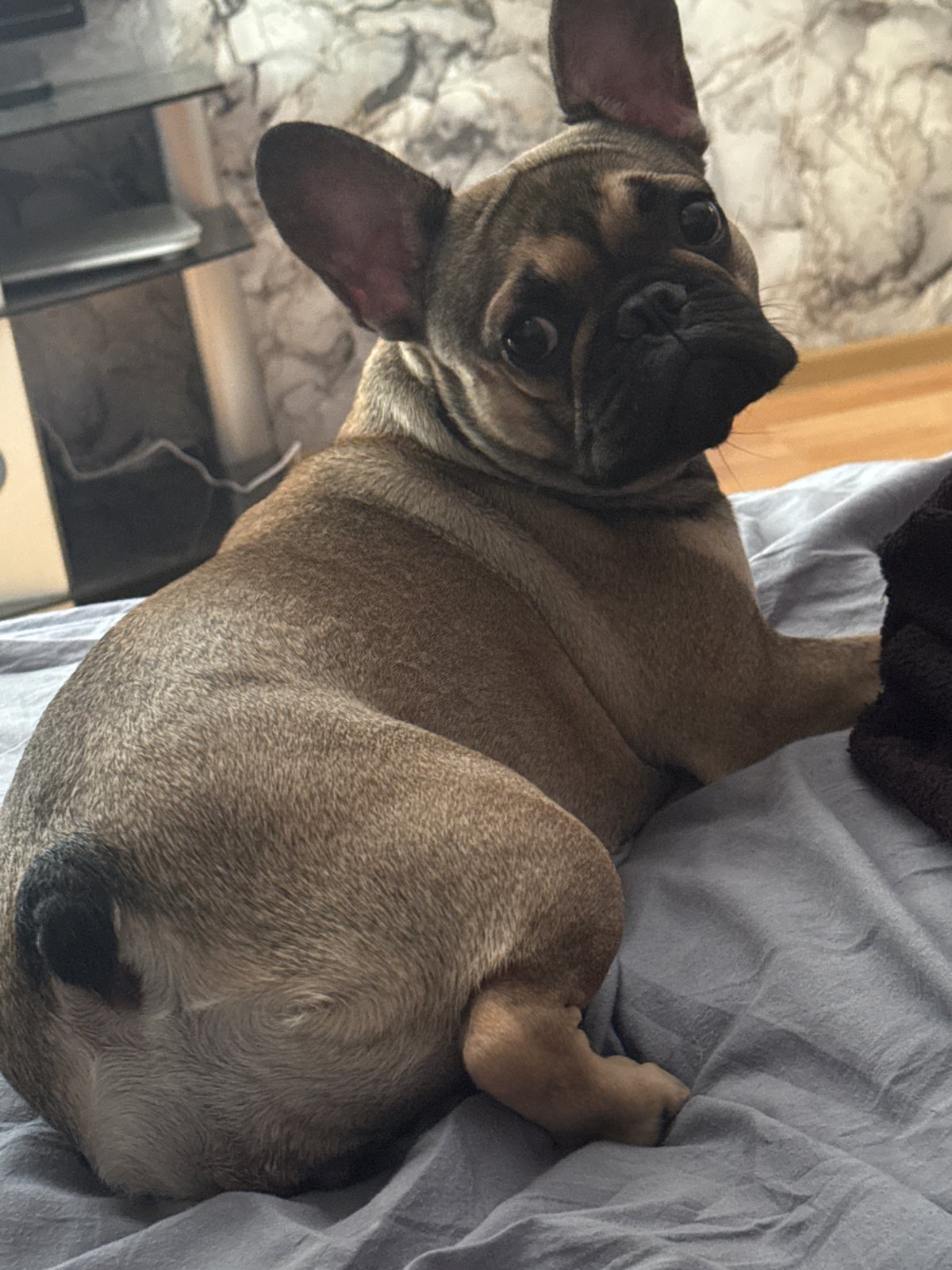 French Bulldogs, foliage, and a ribbon-covered light fixture
