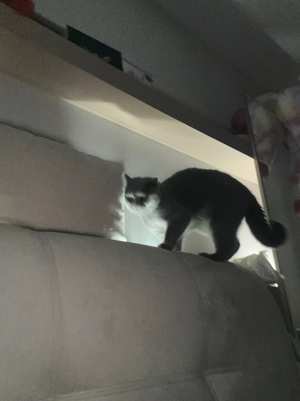 Grey British Shorthair at home in Ruse, Bulgaria