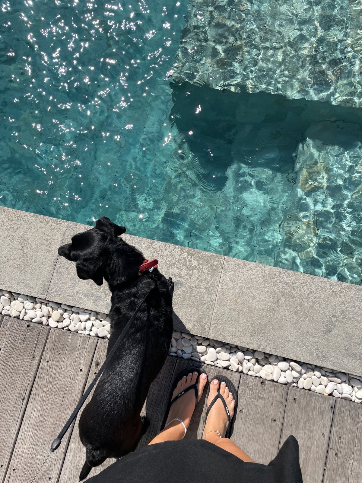 Lazy villa morning in Kediri with pets, poolside views, and selfies