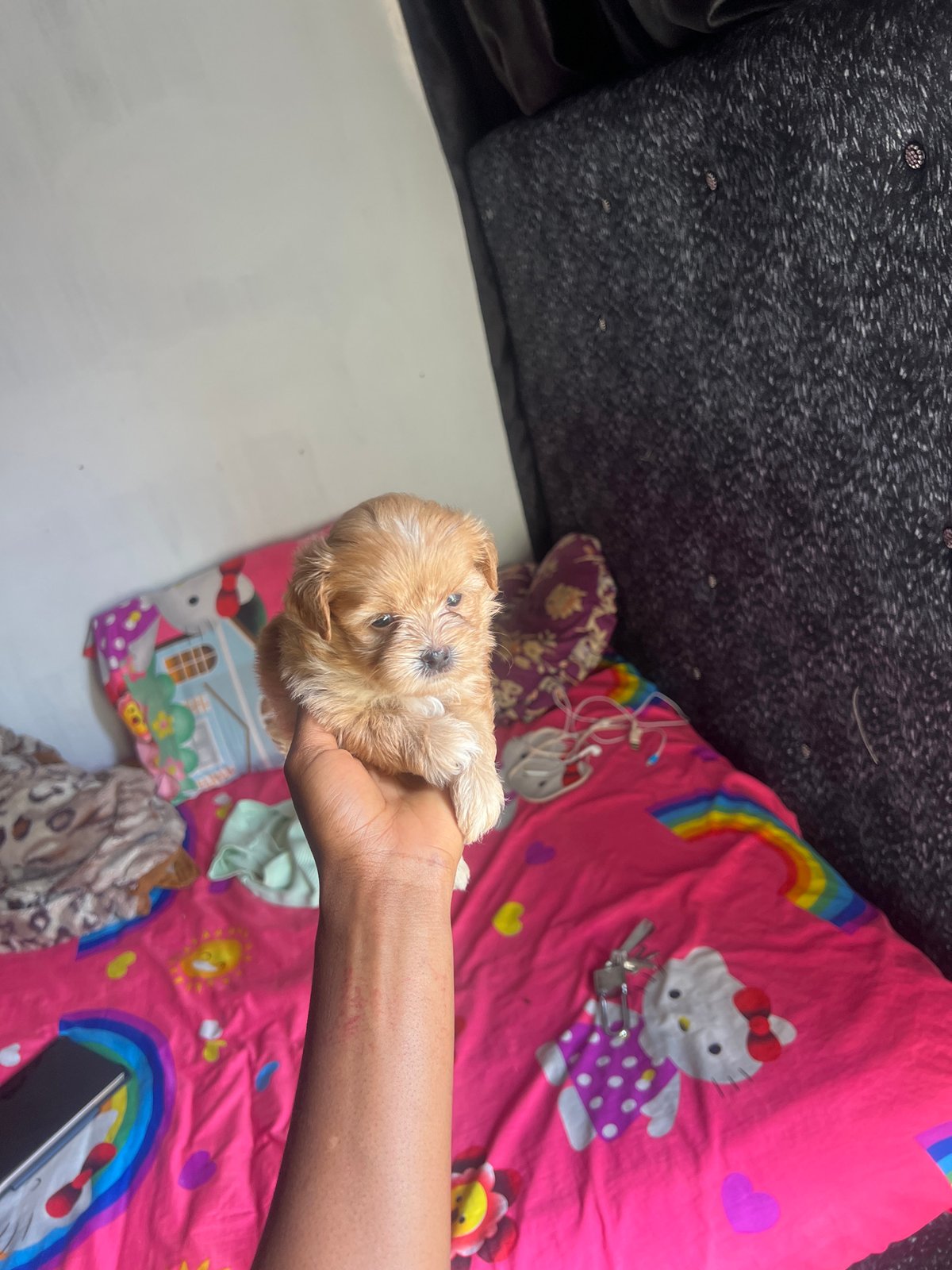 New puppies and lazy morning vibes in Jos, Nigeria