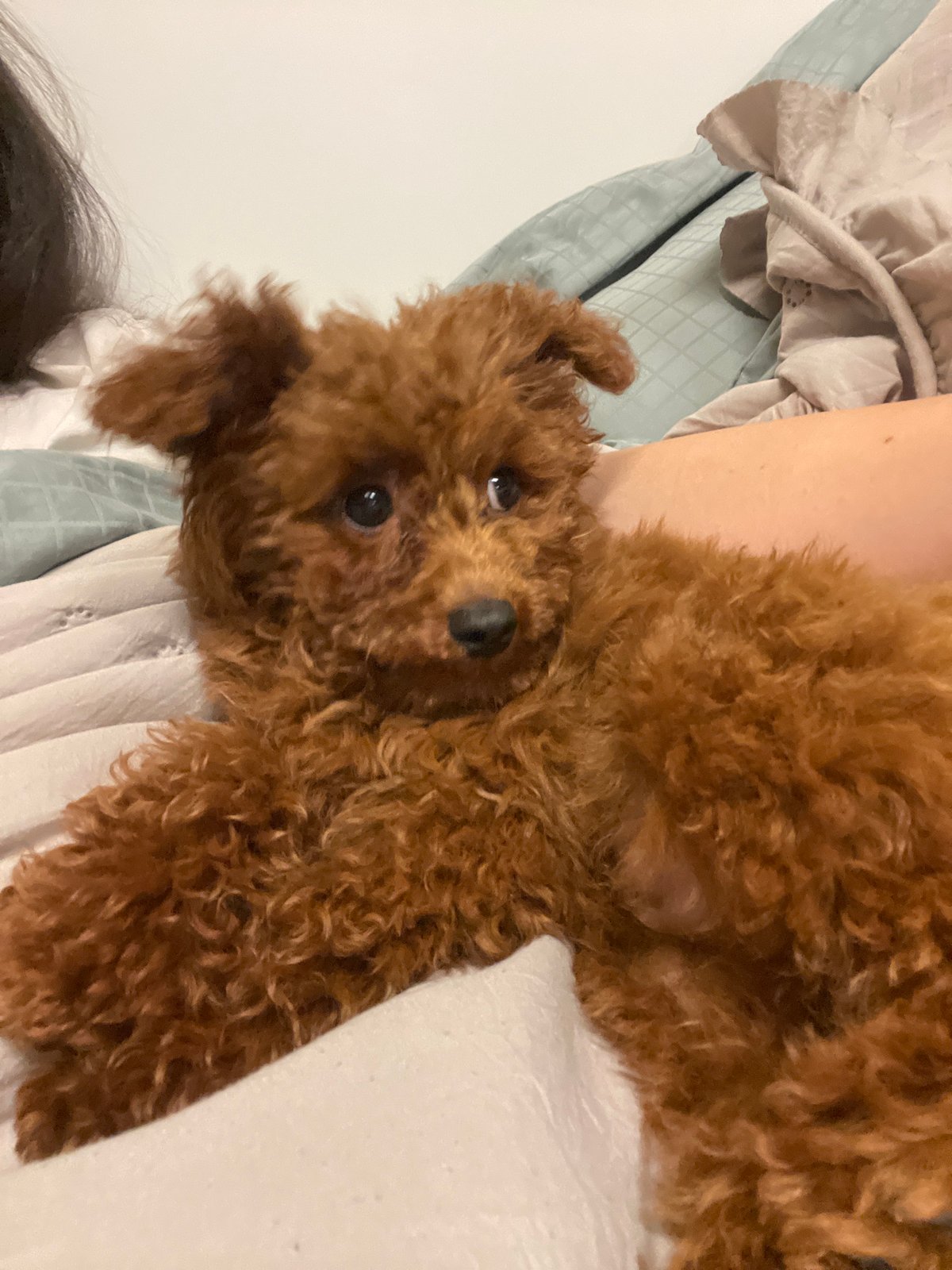 Woman and brown poodle share quiet evening moments in Sofia