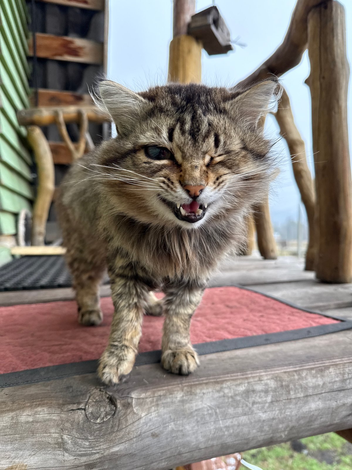 Tabby cat grooming session observed on wooden porch in Tyulyuk