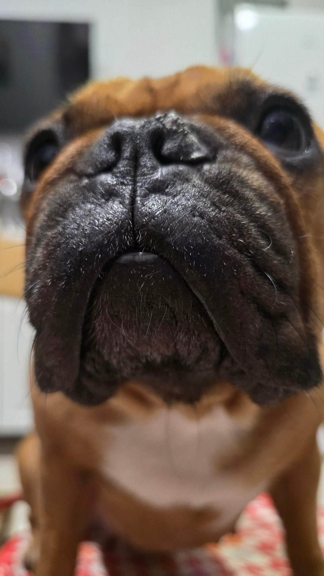 Close-up portraits of a flat-faced dog in Krasnodar