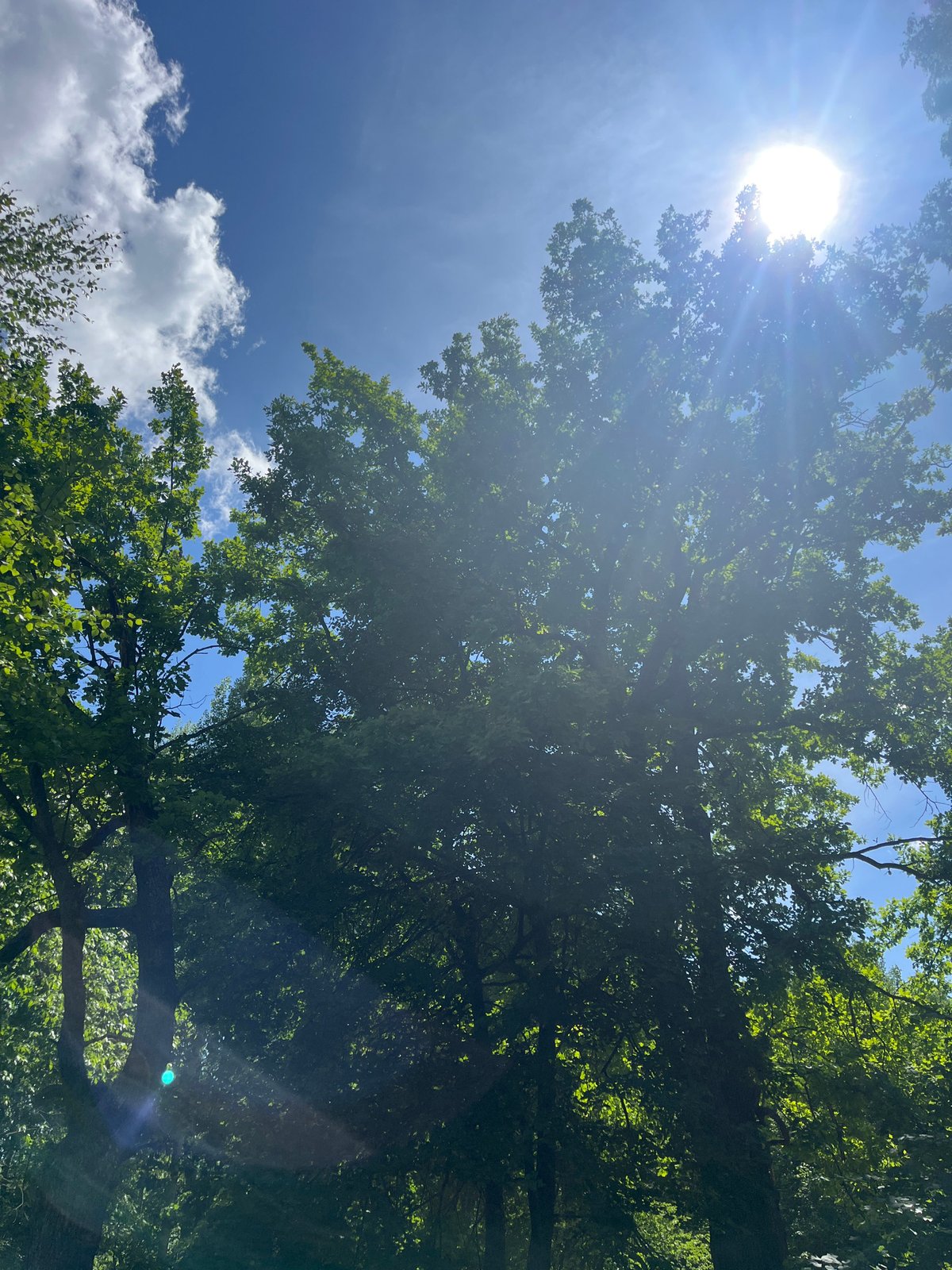 Sunny morning documented through oak trees in Vasilyevo, Russia