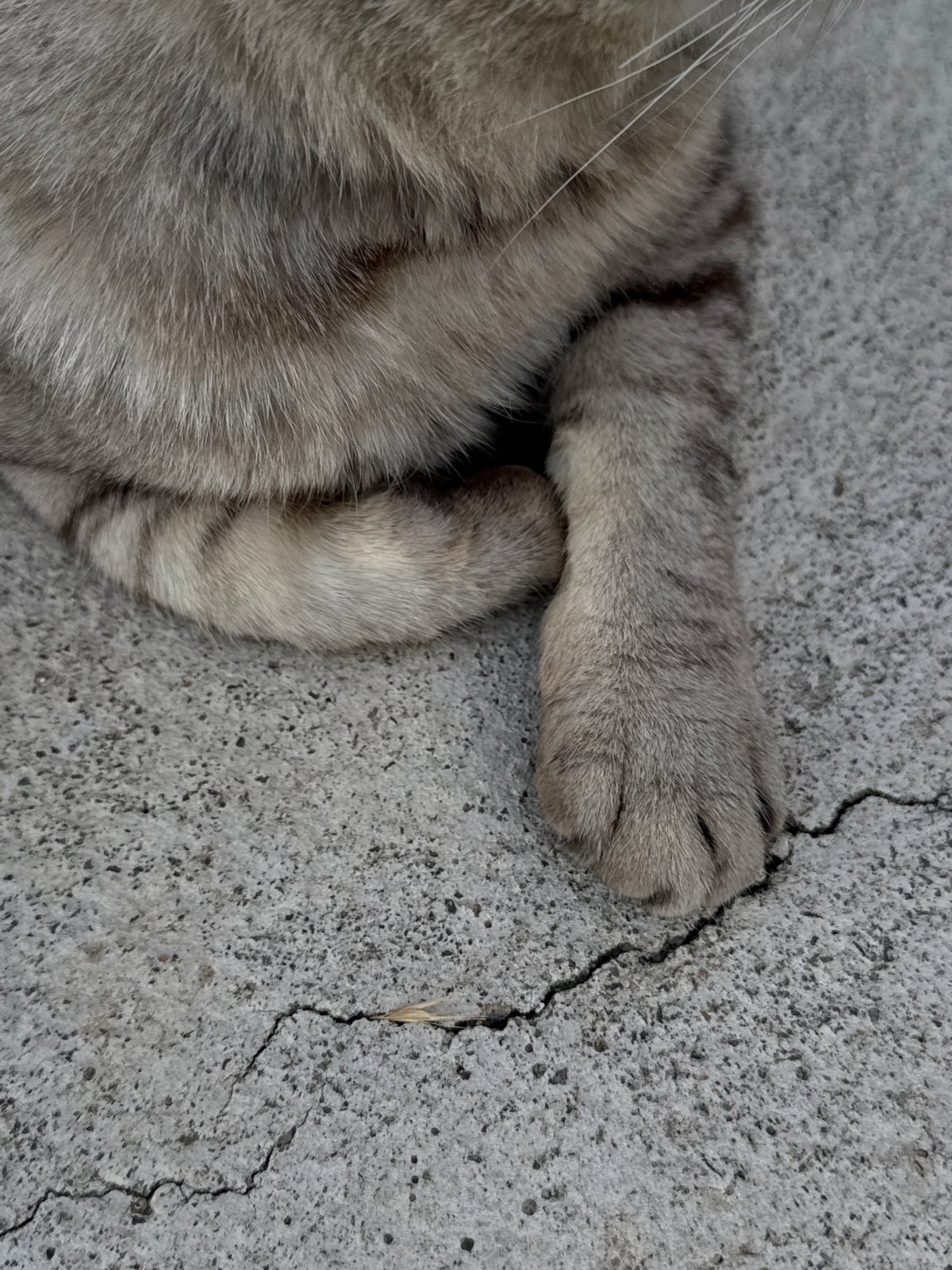 Lazy afternoon with a tabby cat, big skies, and small moments