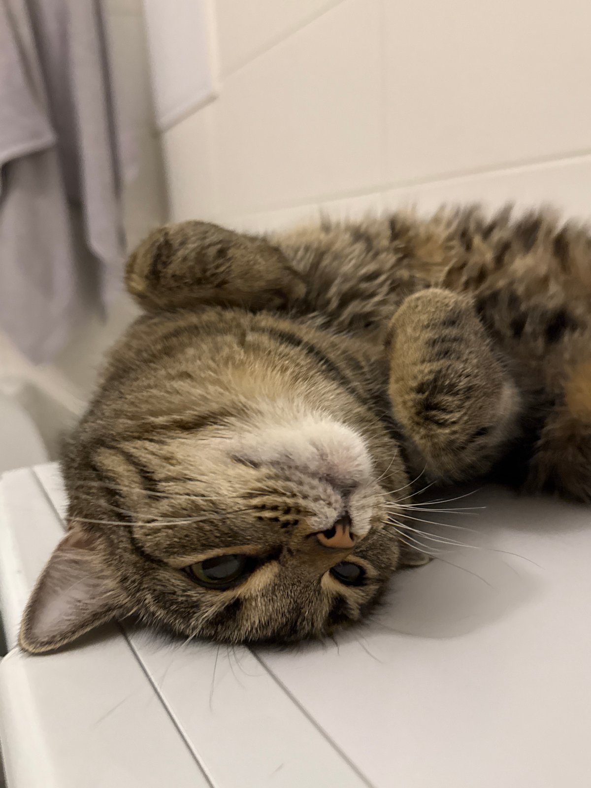 Tabby cat in full relaxation mode, Moscow