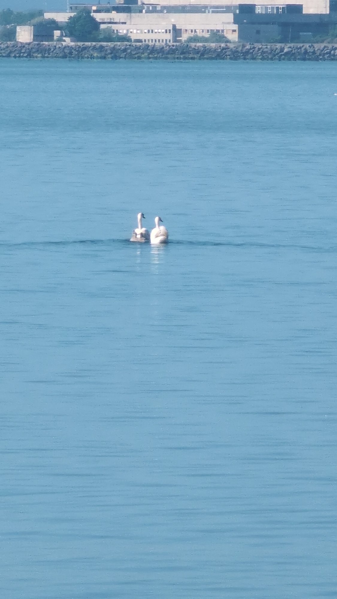 Swans swim near docked cargo ship in Burgas Bay