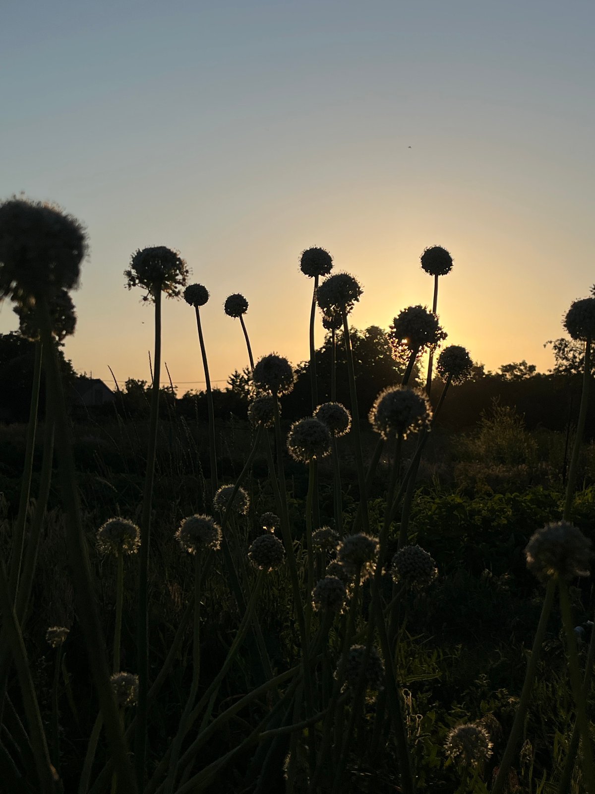 Golden hour portrait session through cornfields and garden blooms