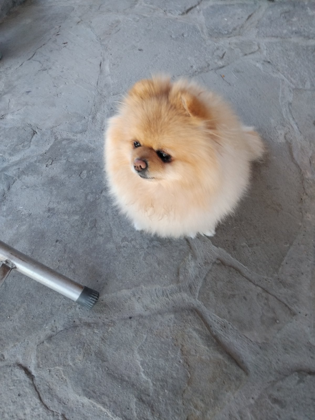 Pomeranian chills on a stone patio in Apriltsi, Bulgaria