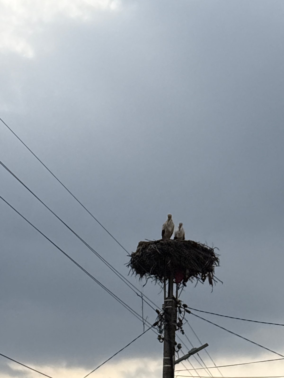 White birds nest on utility pole in Bulgaria