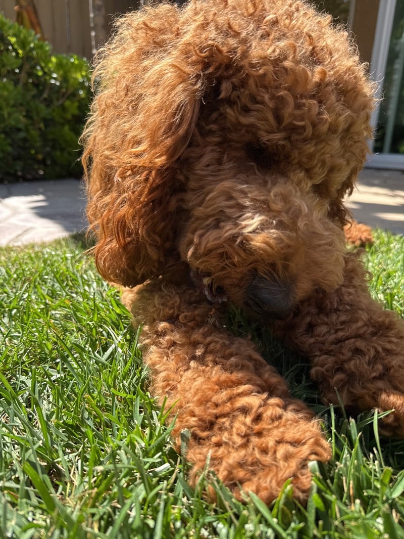 Goldendoodles spotted playing in Chula Vista residential yard