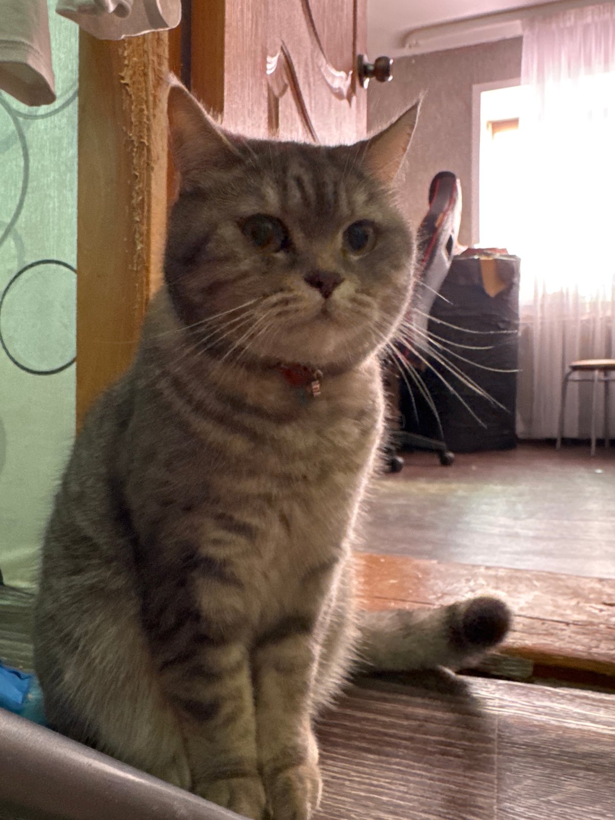 Domestic scenes captured in Russian home: cat, child, artwork