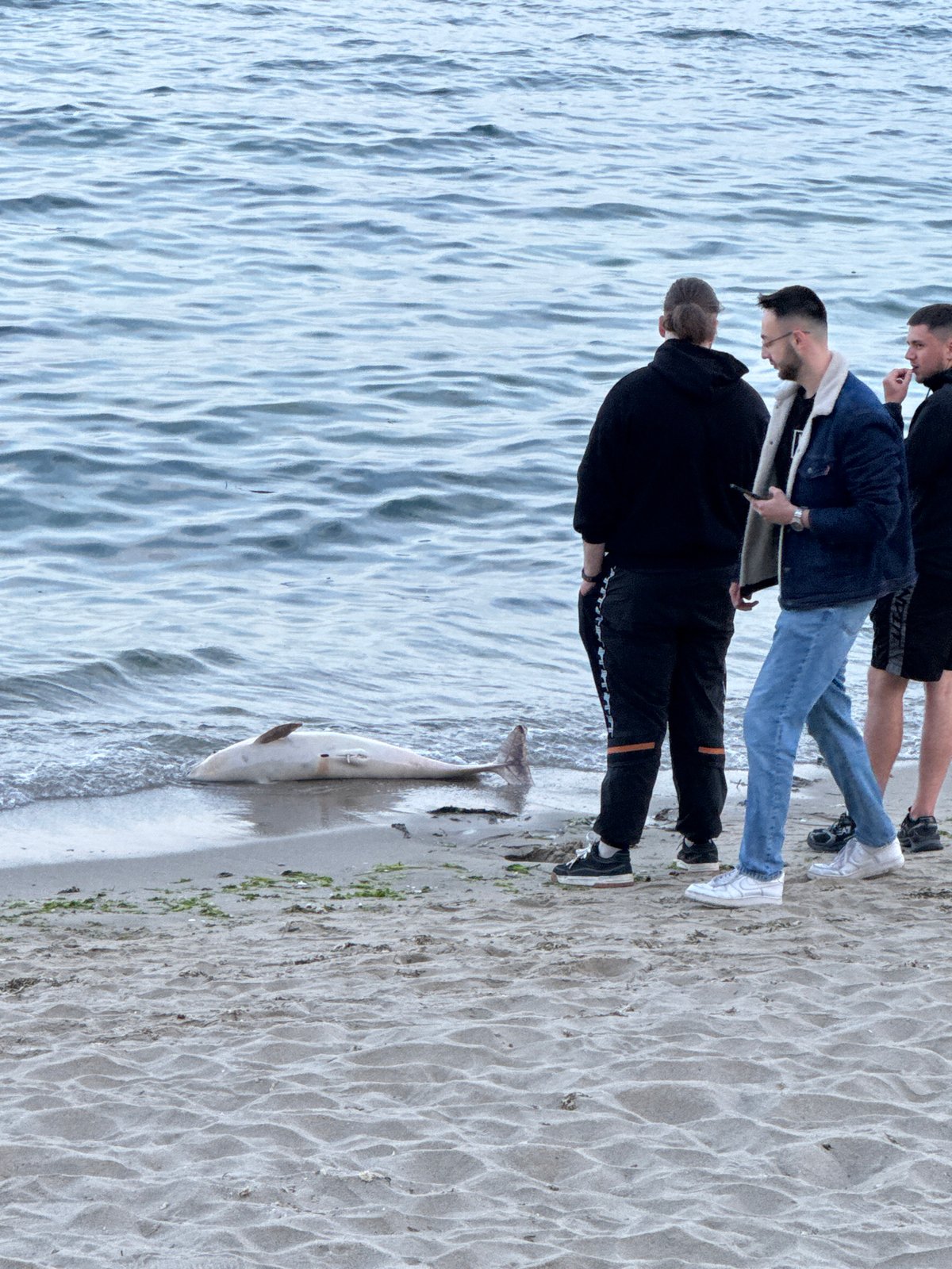 Dead dolphin washes ashore on Varna beach, witnessed by three men