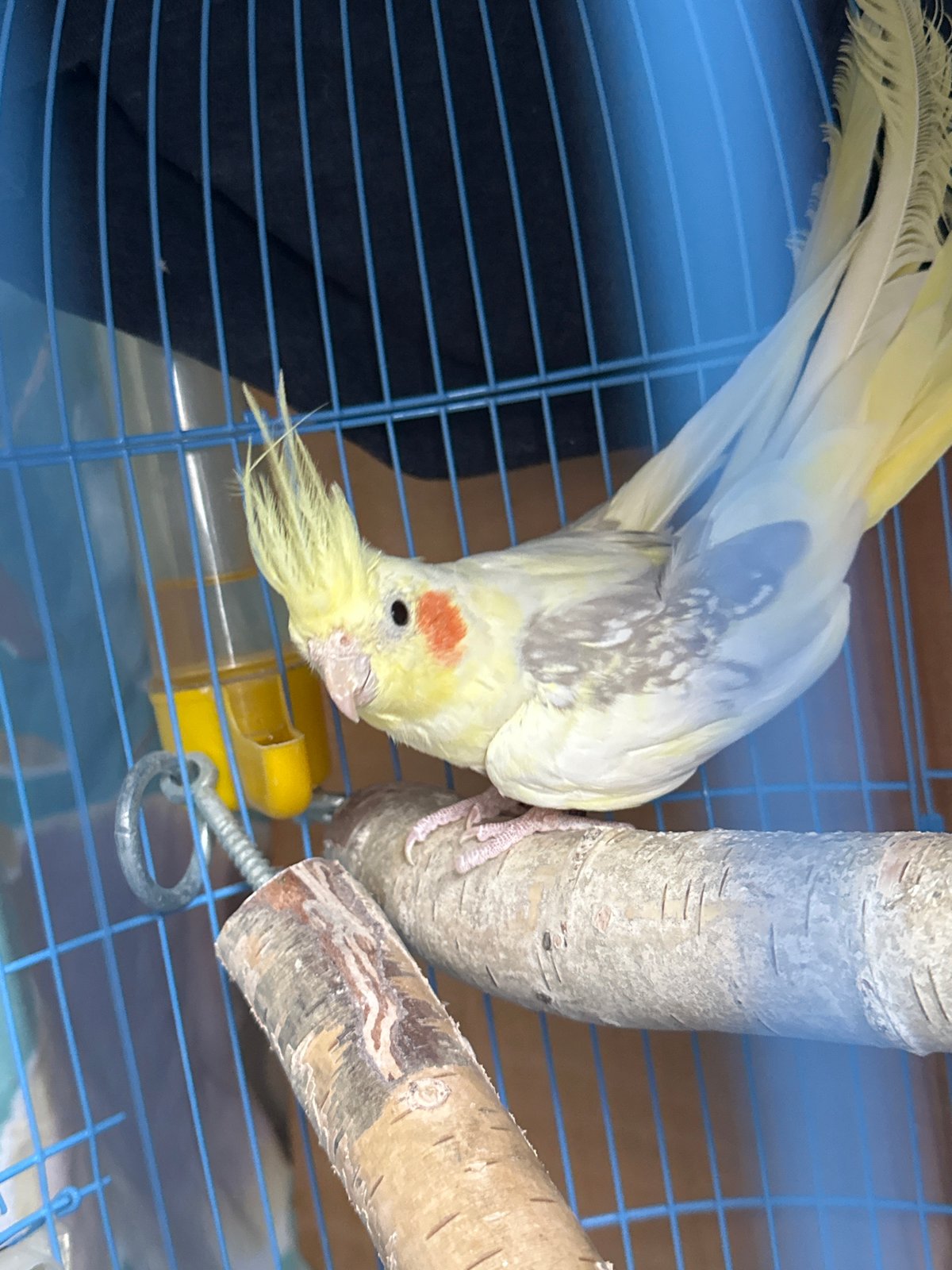 Heavy rain soaks Tvarditsa streets; caged cockatiel observed
