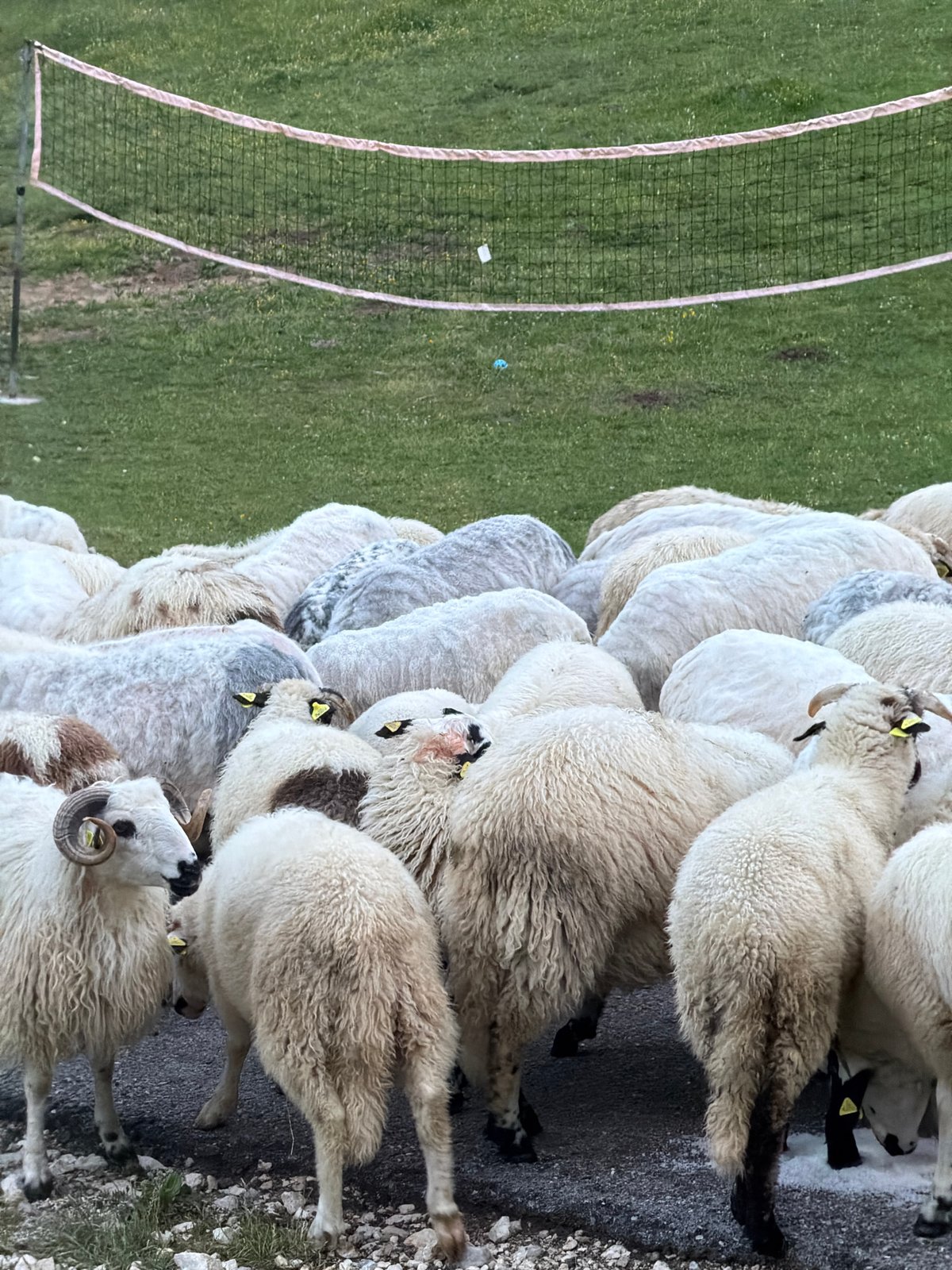 Sheep flock gathers on rural road in Montenegro