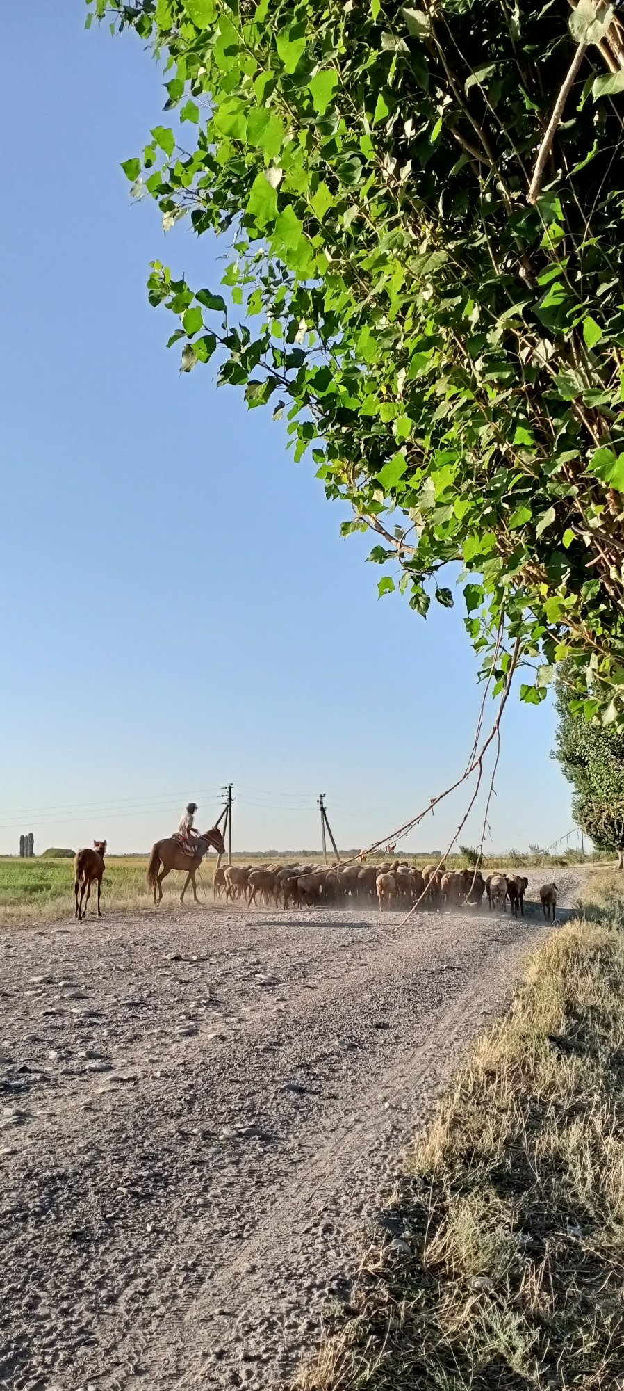 Horses, herds, and still water in rural Aral, Kyrgyzstan