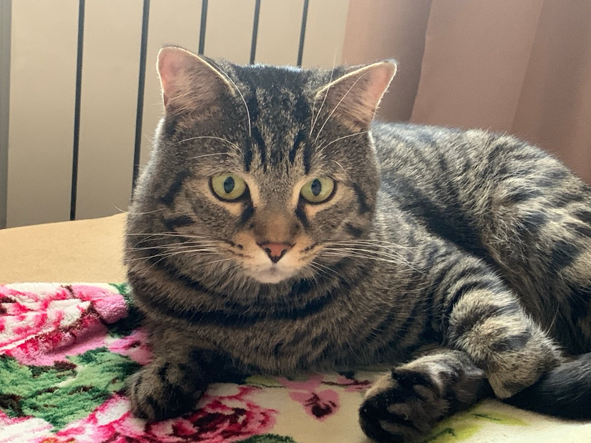 Tabby cat observed resting, playing, and sleeping in home