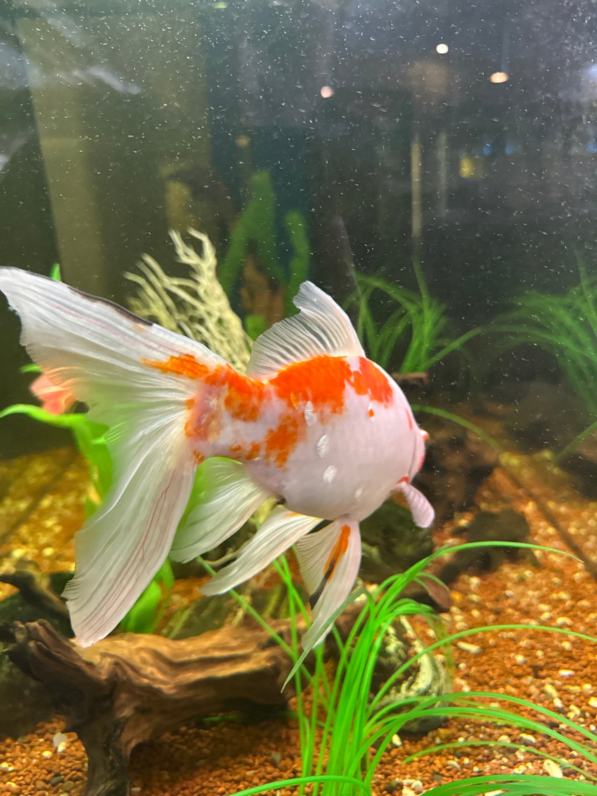 Moscow resident documents afternoon aquarium viewing and meal