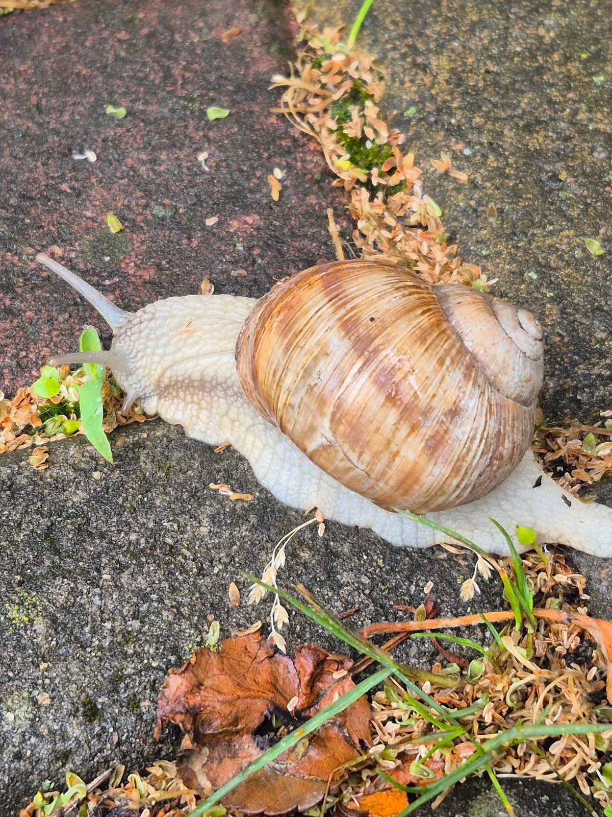 Garden snails up close across wet outdoor surfaces