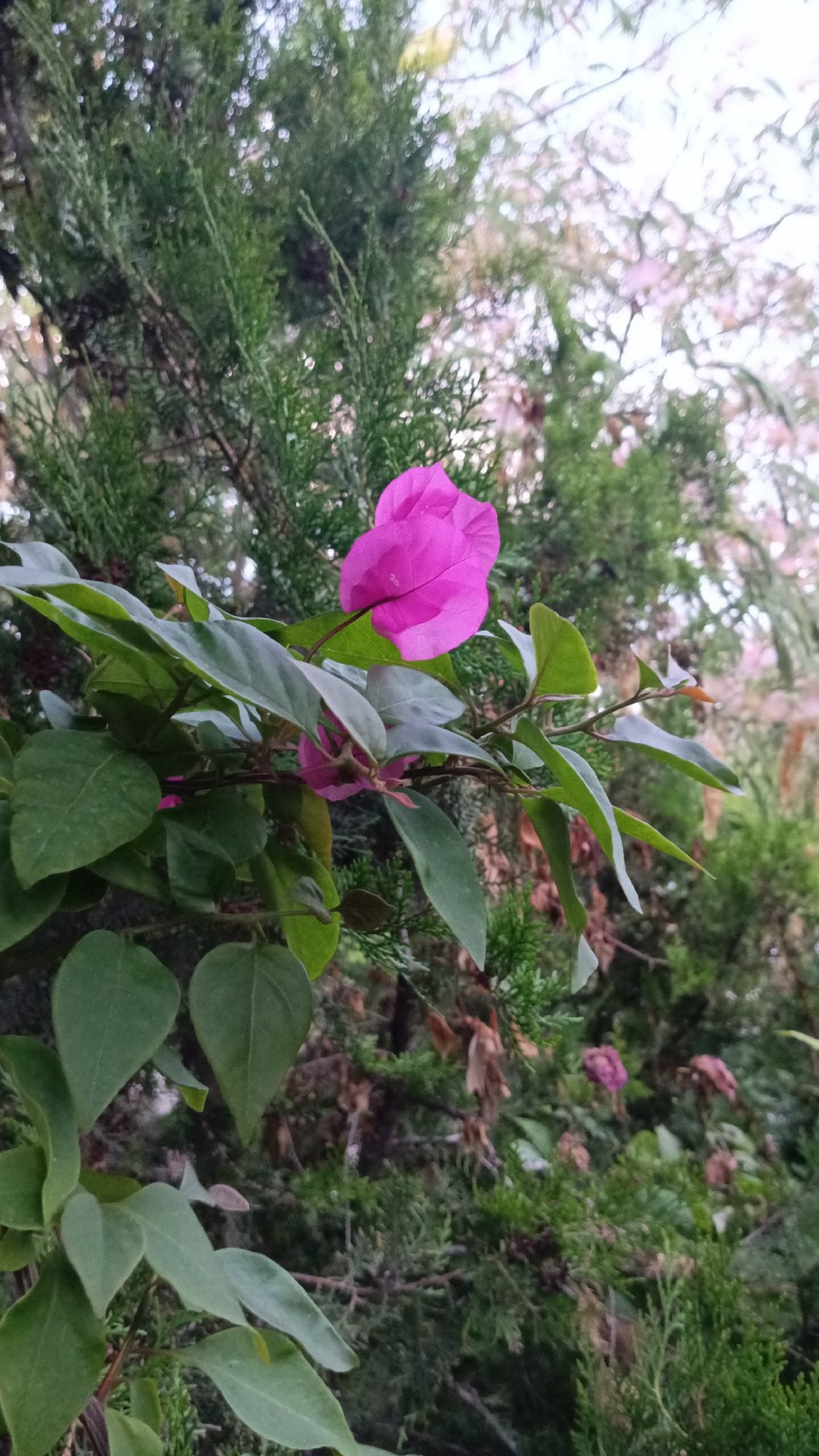 Afternoon in an Ashtarak garden: flowers, cats, and quiet scenes