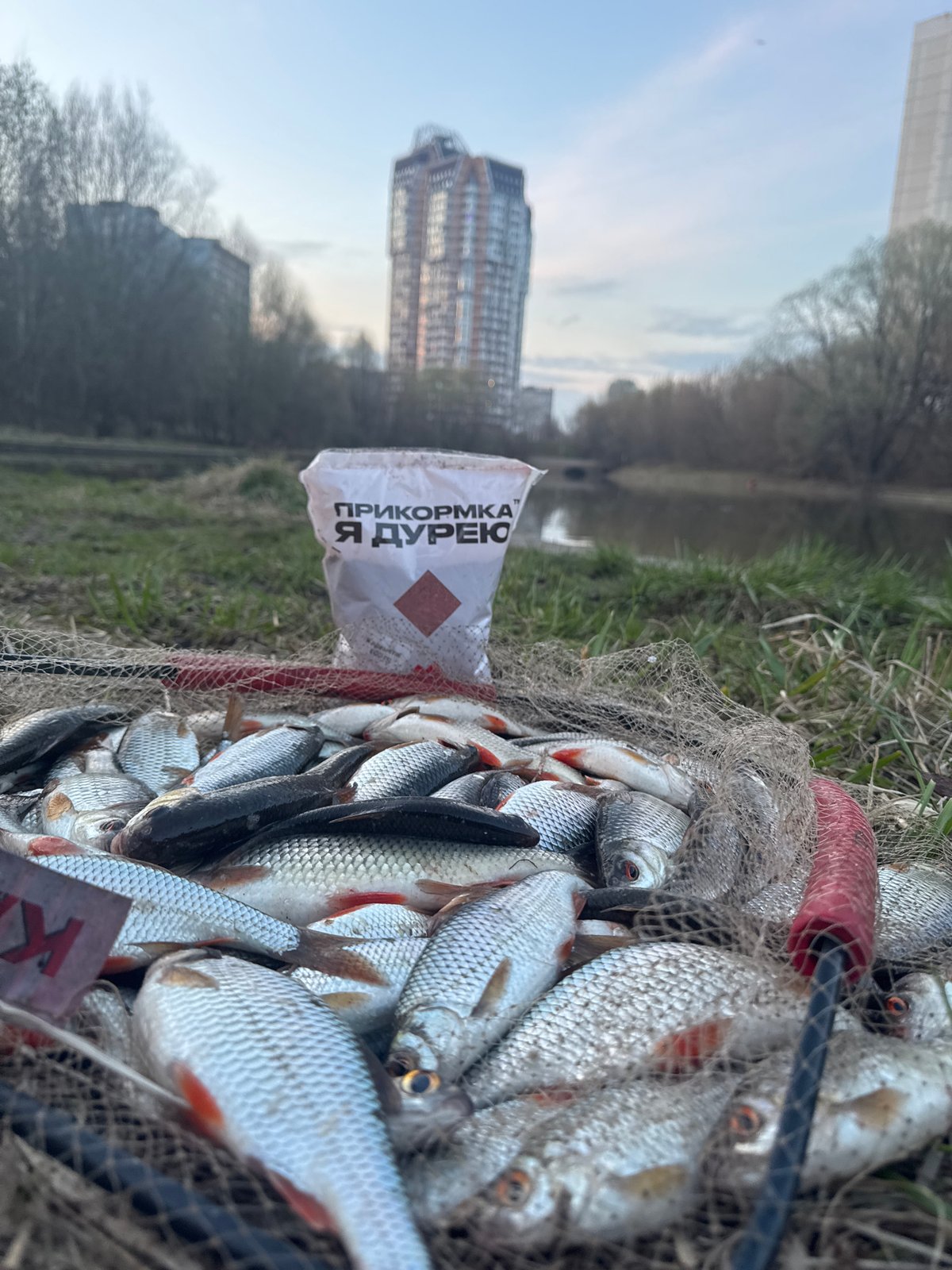 Large roach catch documented in Moscow urban waterway