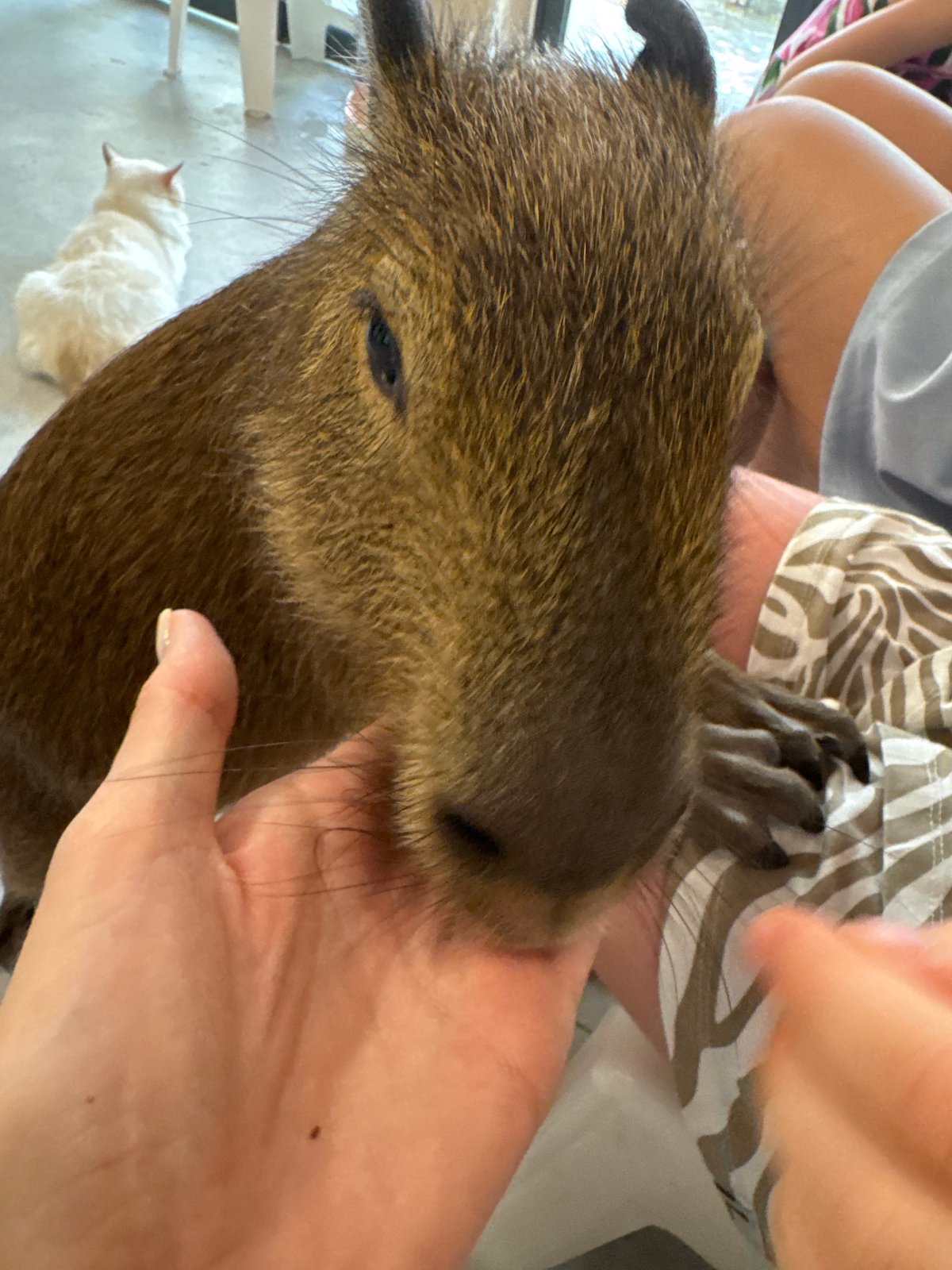 Hands-on capybara feeding at a Nha Trang animal cafe