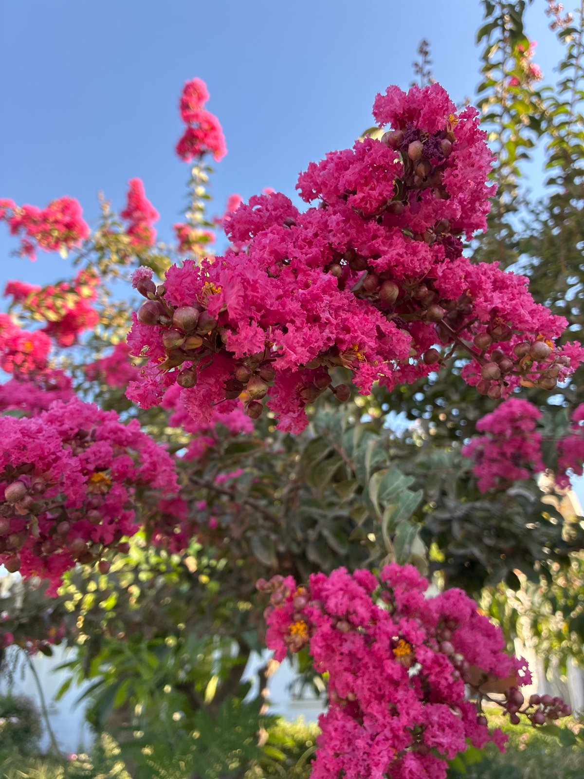 Flora, fauna, and landmarks on a summer morning in Alanya