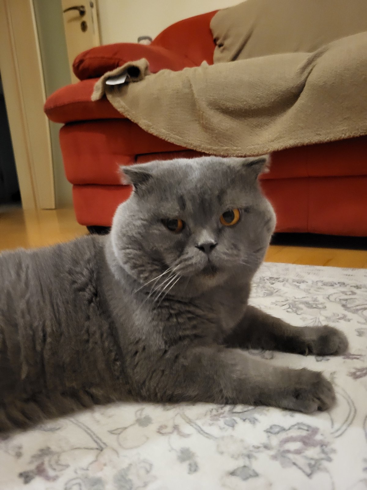 Scottish Fold cat plays with toys on a living room rug