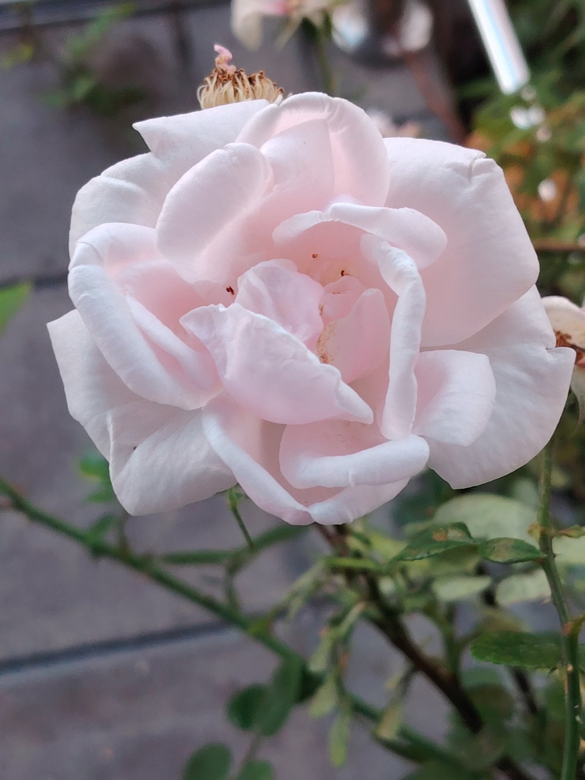Macro garden photography in Balashikha after a summer rain