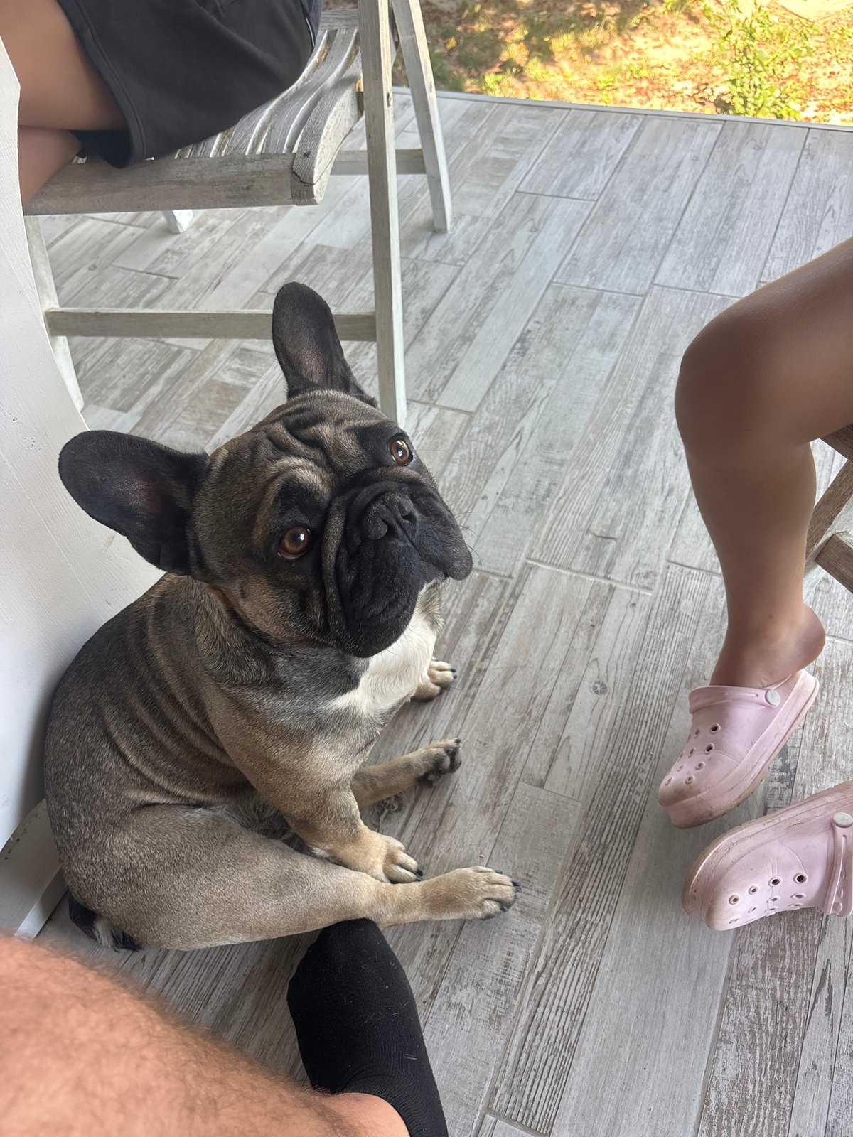 French Bulldog on a deck in Marten, gazing upward