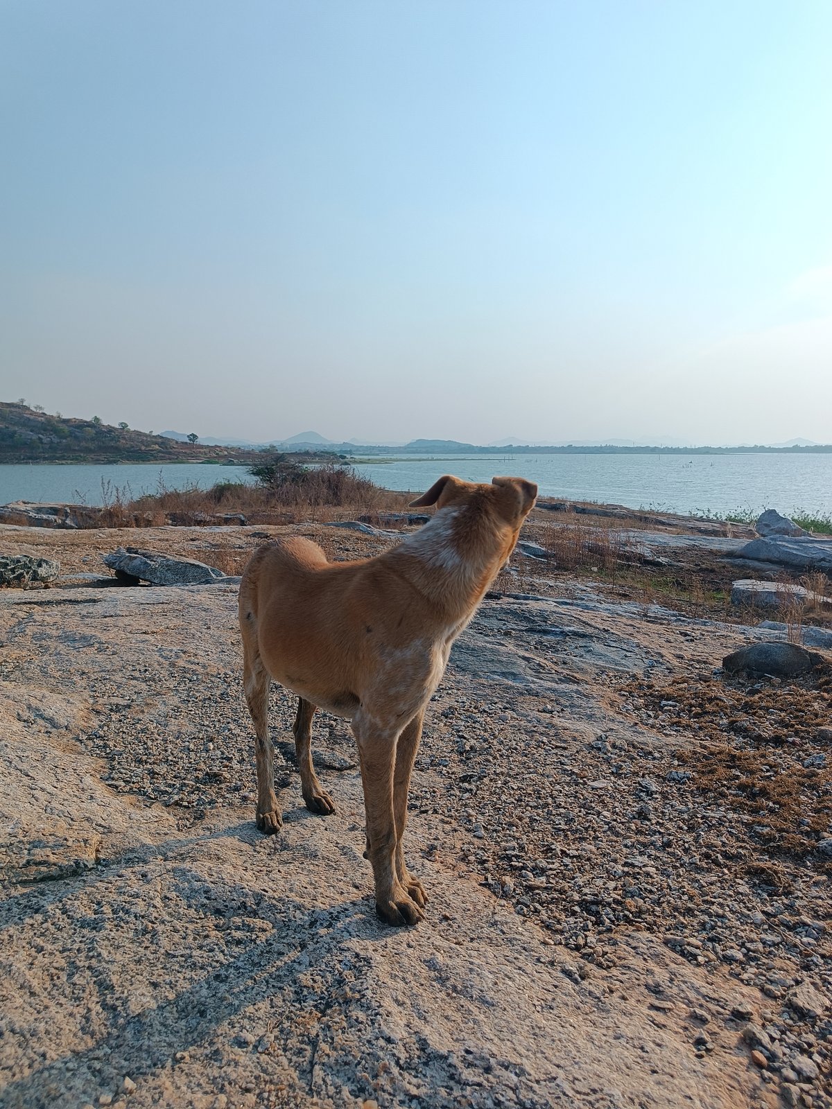 Dog explores waterfront shoreline in Kammavaripalli, India