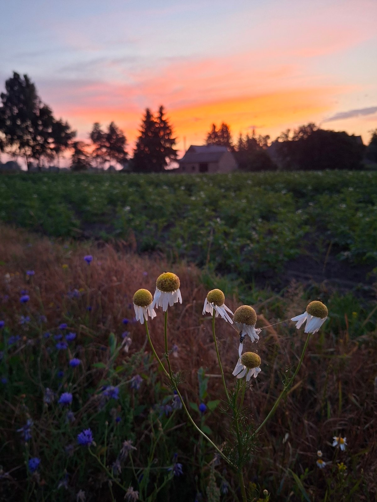 Evening bike ride through rural fields at golden hour