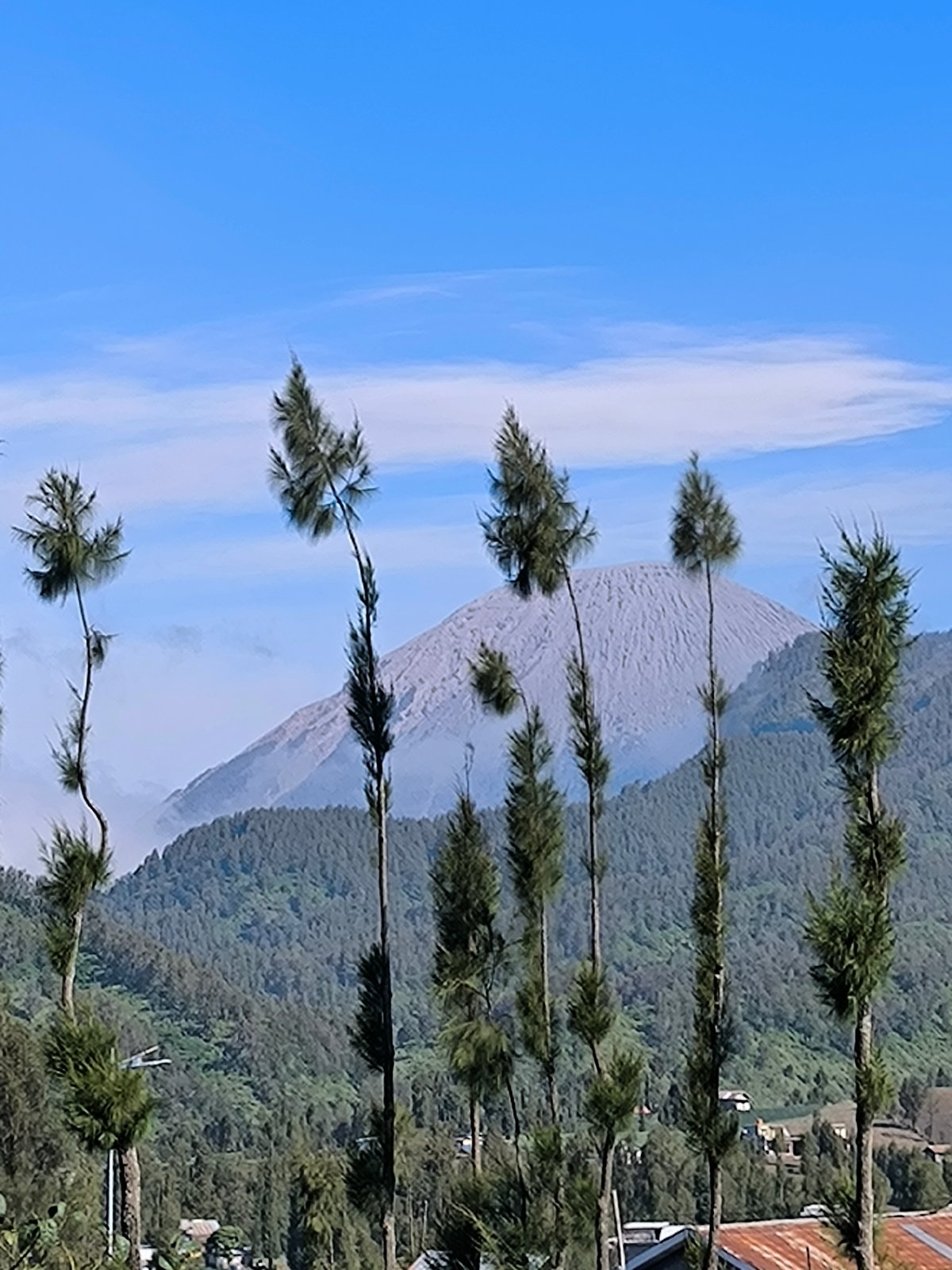 Pine trees and ash-covered volcano at Ranupane, East Java
