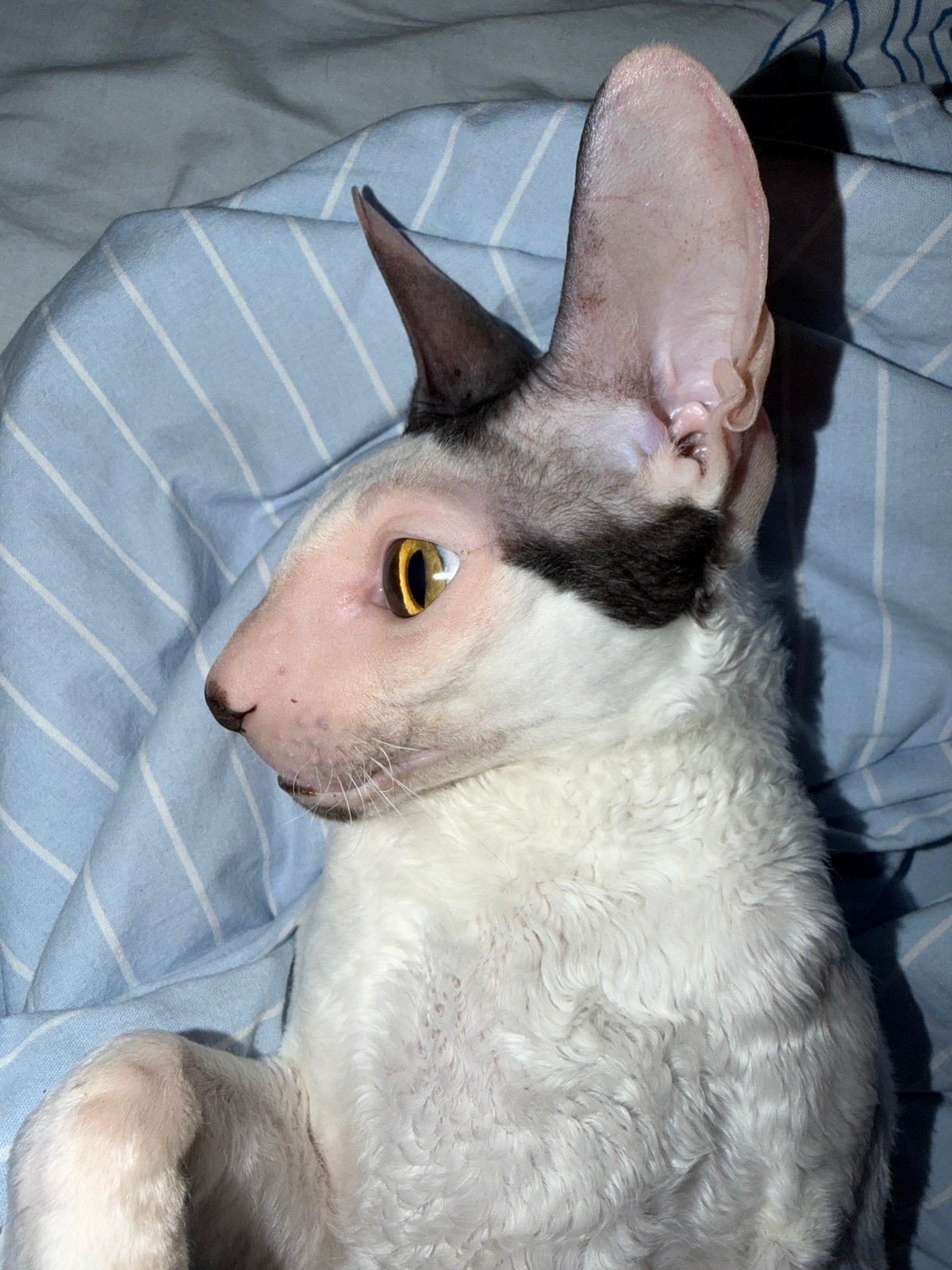 Cornish Rex cat at home, Yekaterinburg skyline in the background