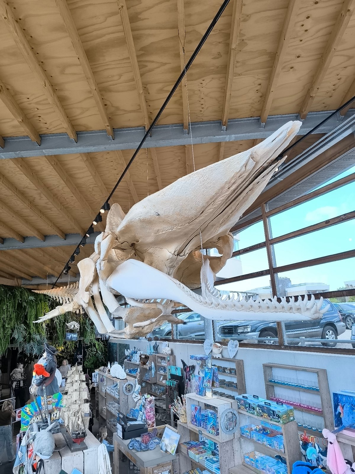 Beach visitors and whale skeleton spotted in Bergen, Netherlands