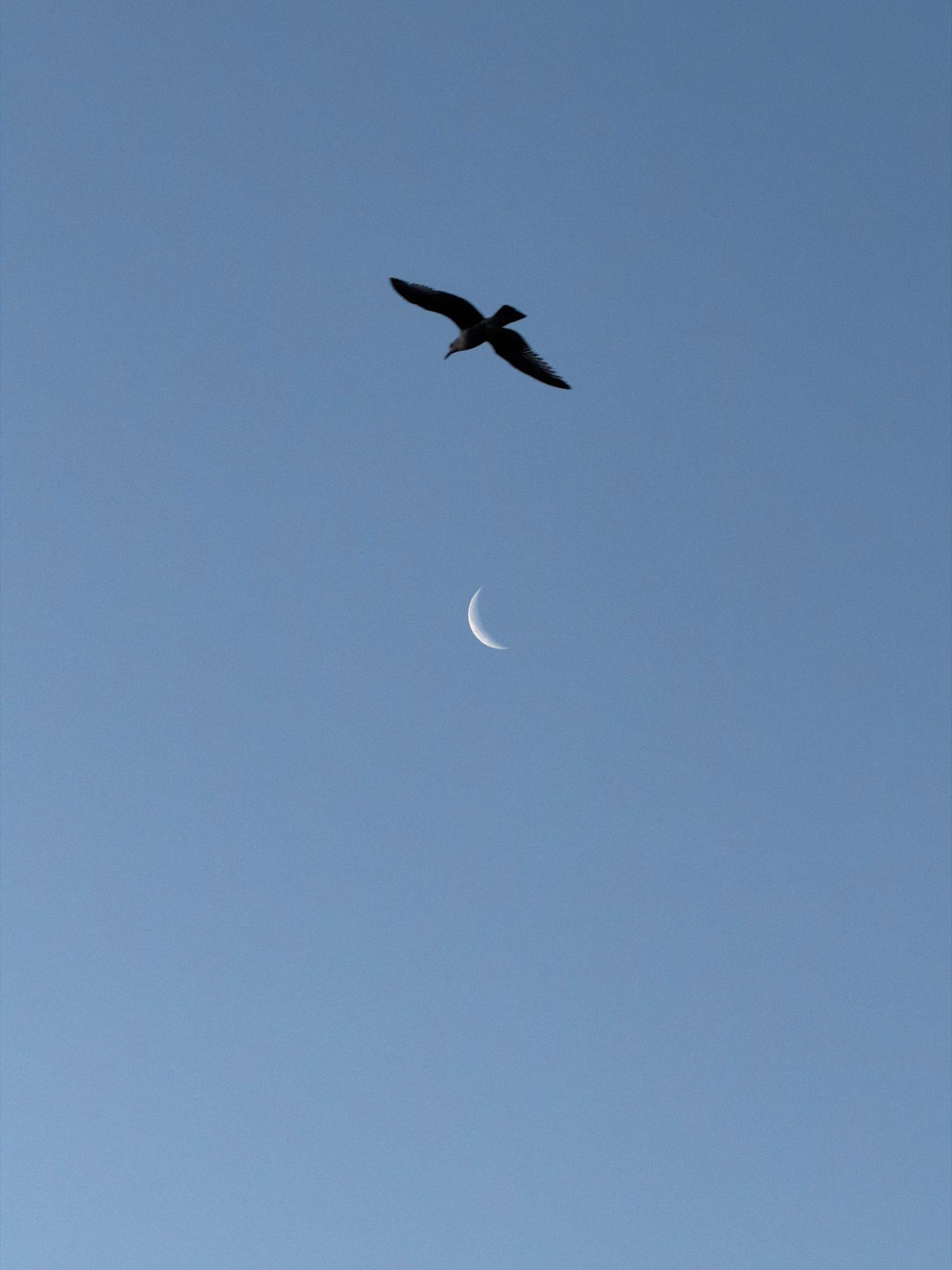 Bird, crescent moon, and ocean sunset observed simultaneously offshore
