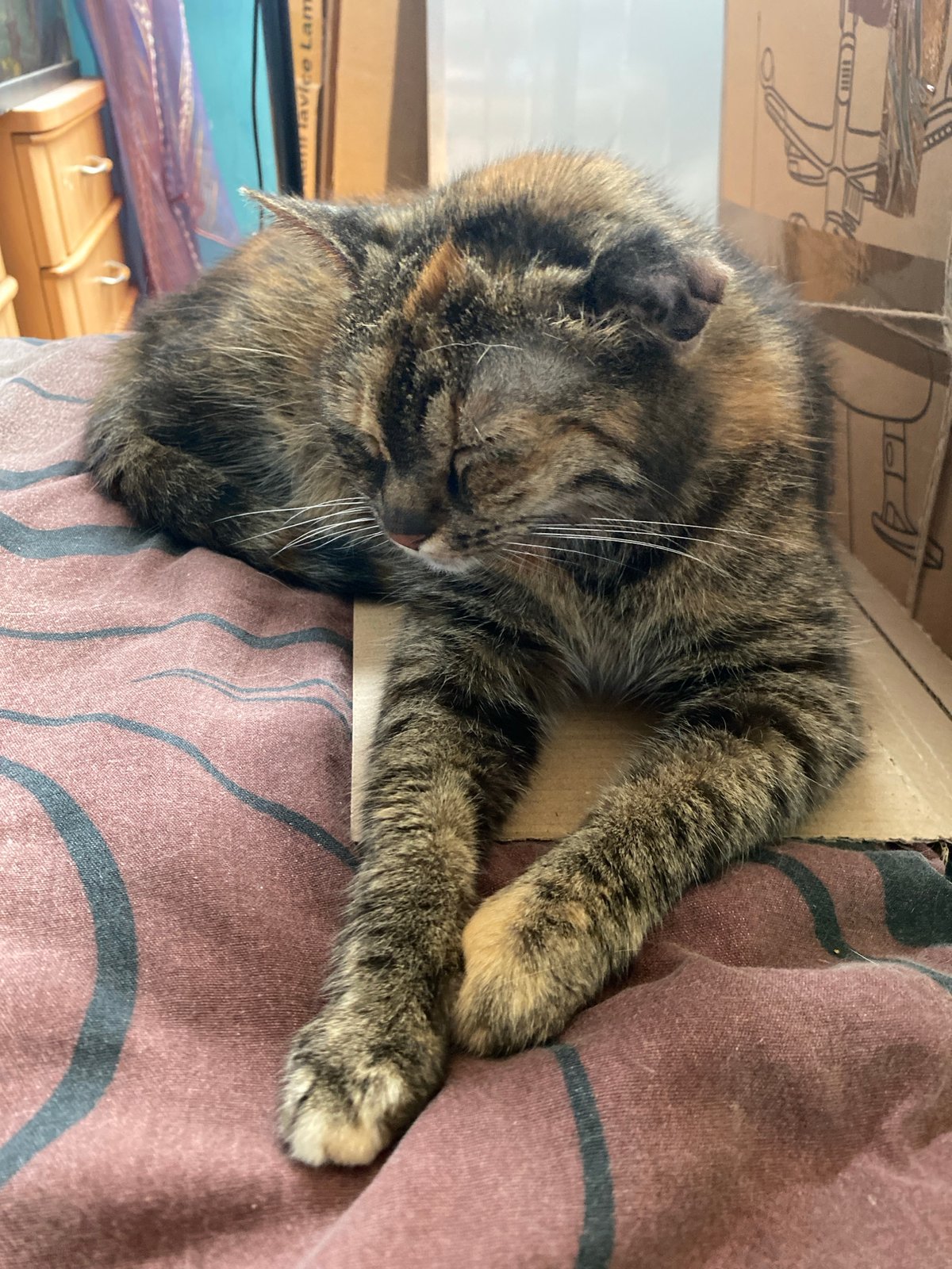 A quiet morning at home in Bílina — pets, art, and baking