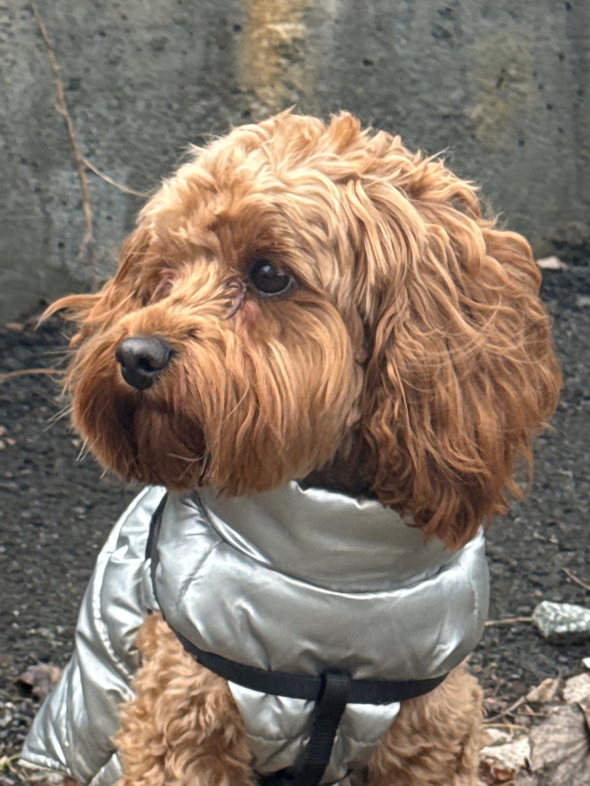 Dog in Silver Vest Photographed Around Yekaterinburg