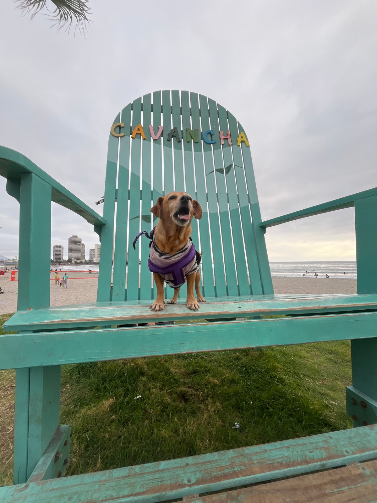 An evening at Cavancha Beach: workouts, a dog, and city views