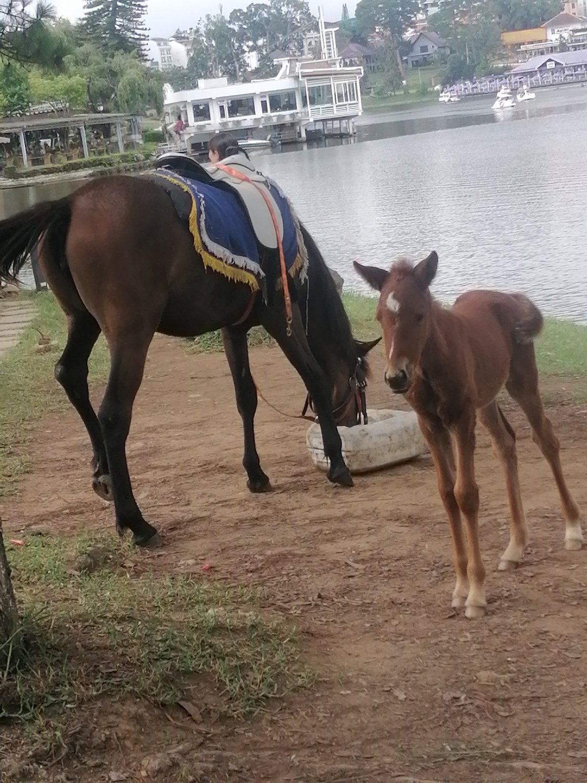Families enjoy horse encounters at Da Lat lake park