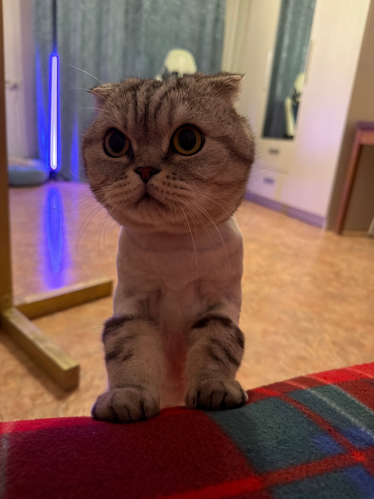 Dressed cats photographed indoors in Barnaul apartment setting