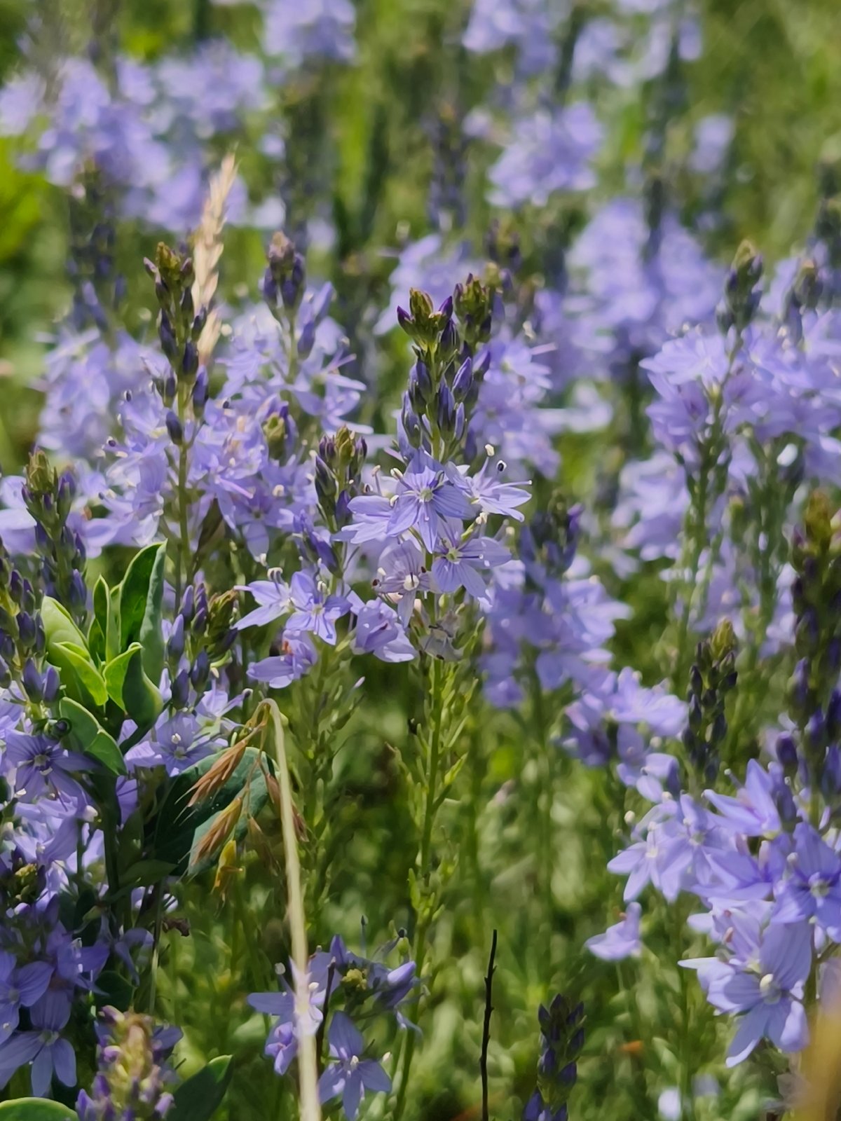 Purple wildflowers bloom in Ukrainian field near Poltavka