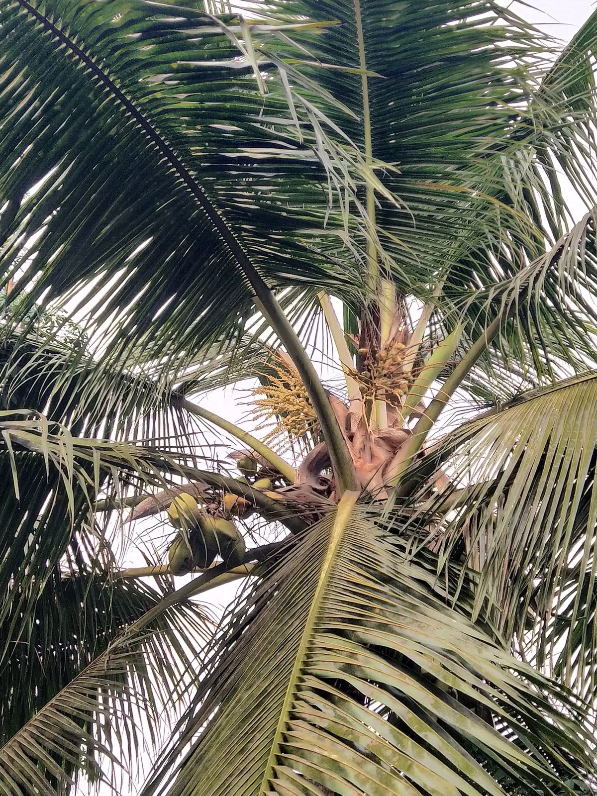 Early morning coconut palm observations in Badem backyard garden