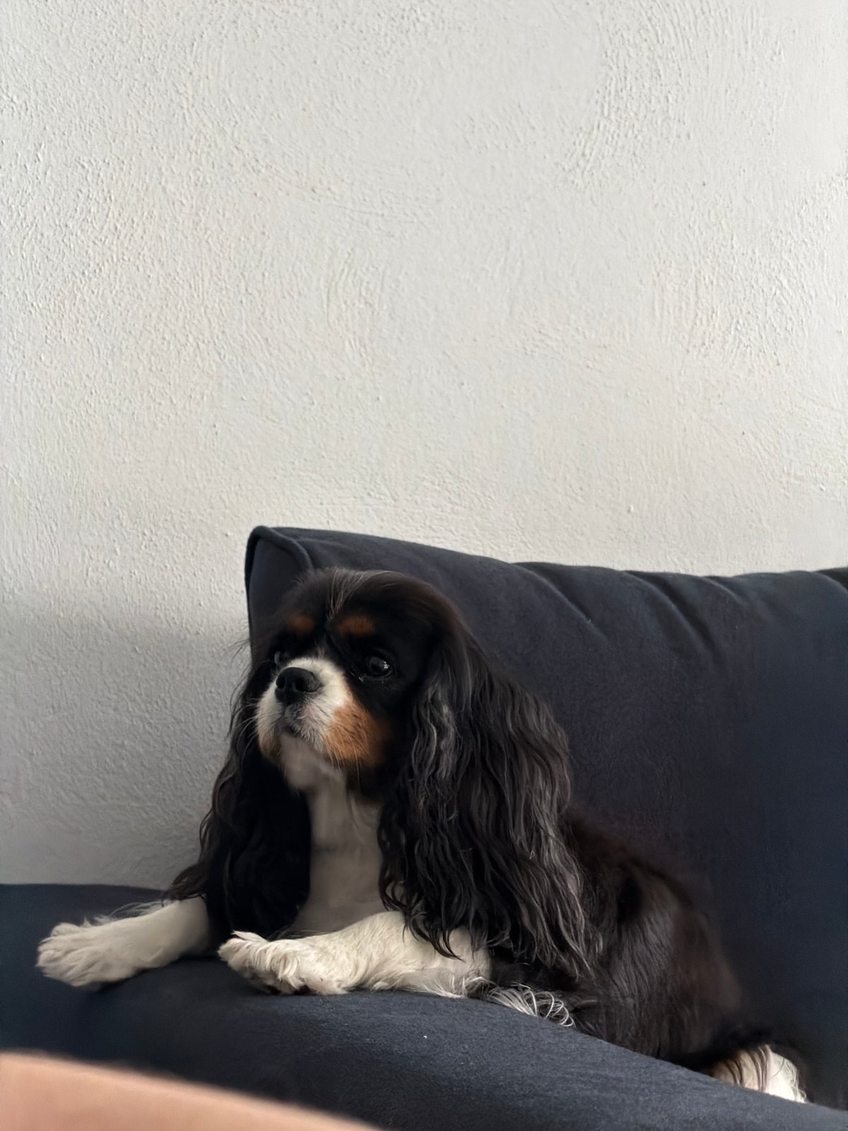 Woman works on laptop at home with dog, Puebla