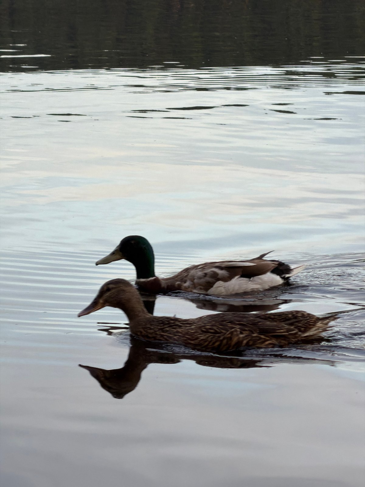 Mallards and locals along the Kama River, Chaikovsky