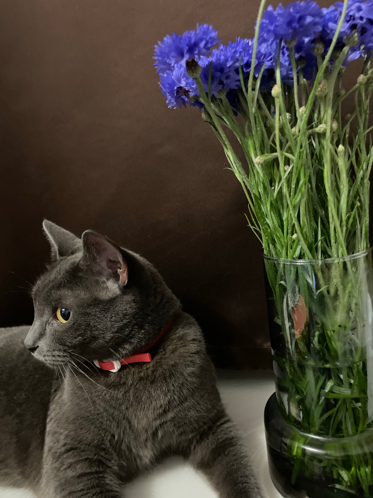 Grey cat photographed with blue cornflowers in Sochi home