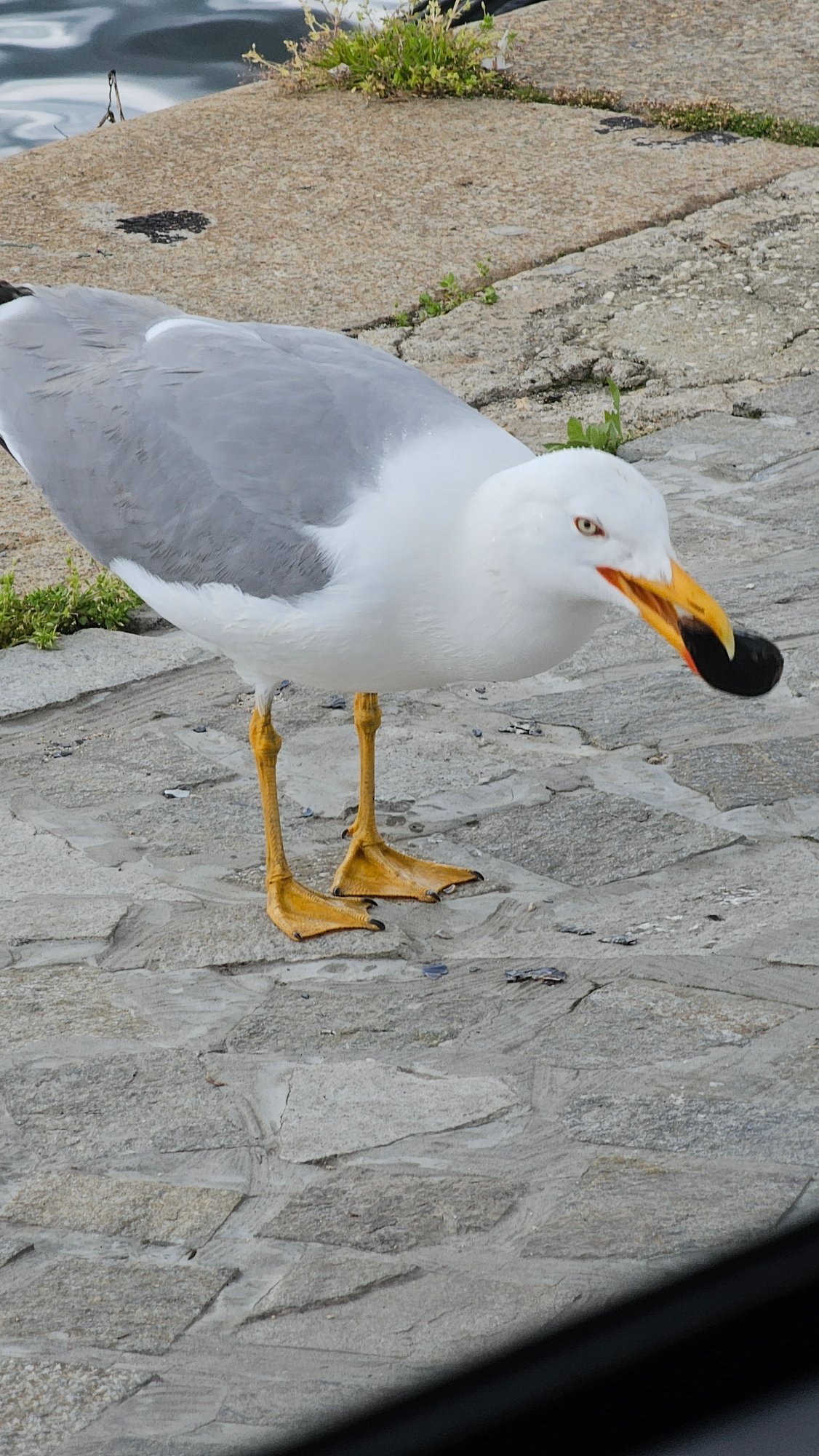 Yellow-legged gull spotted on Varna harbor promenade