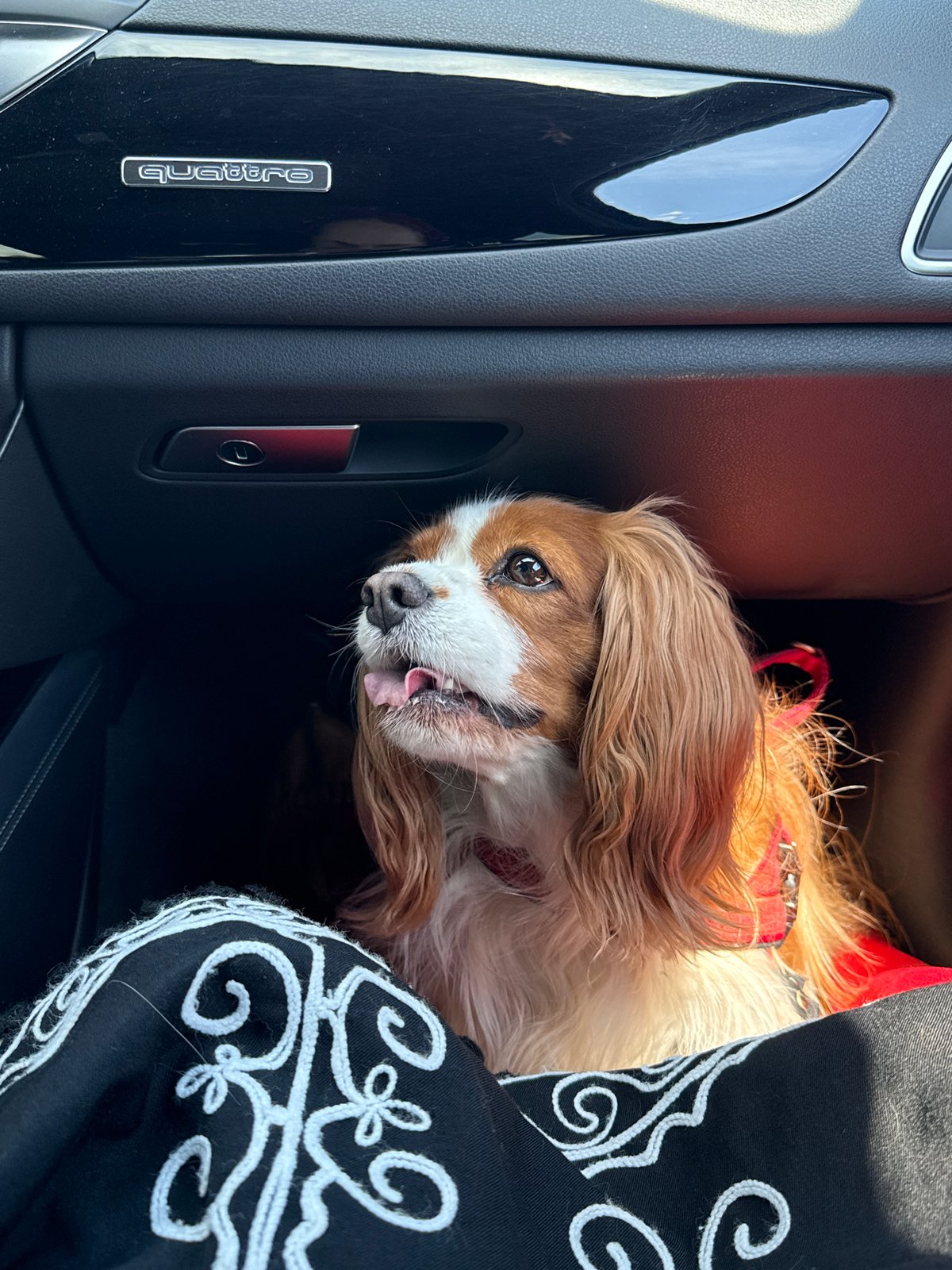 Dog spotted in passenger seat of car in Sofia